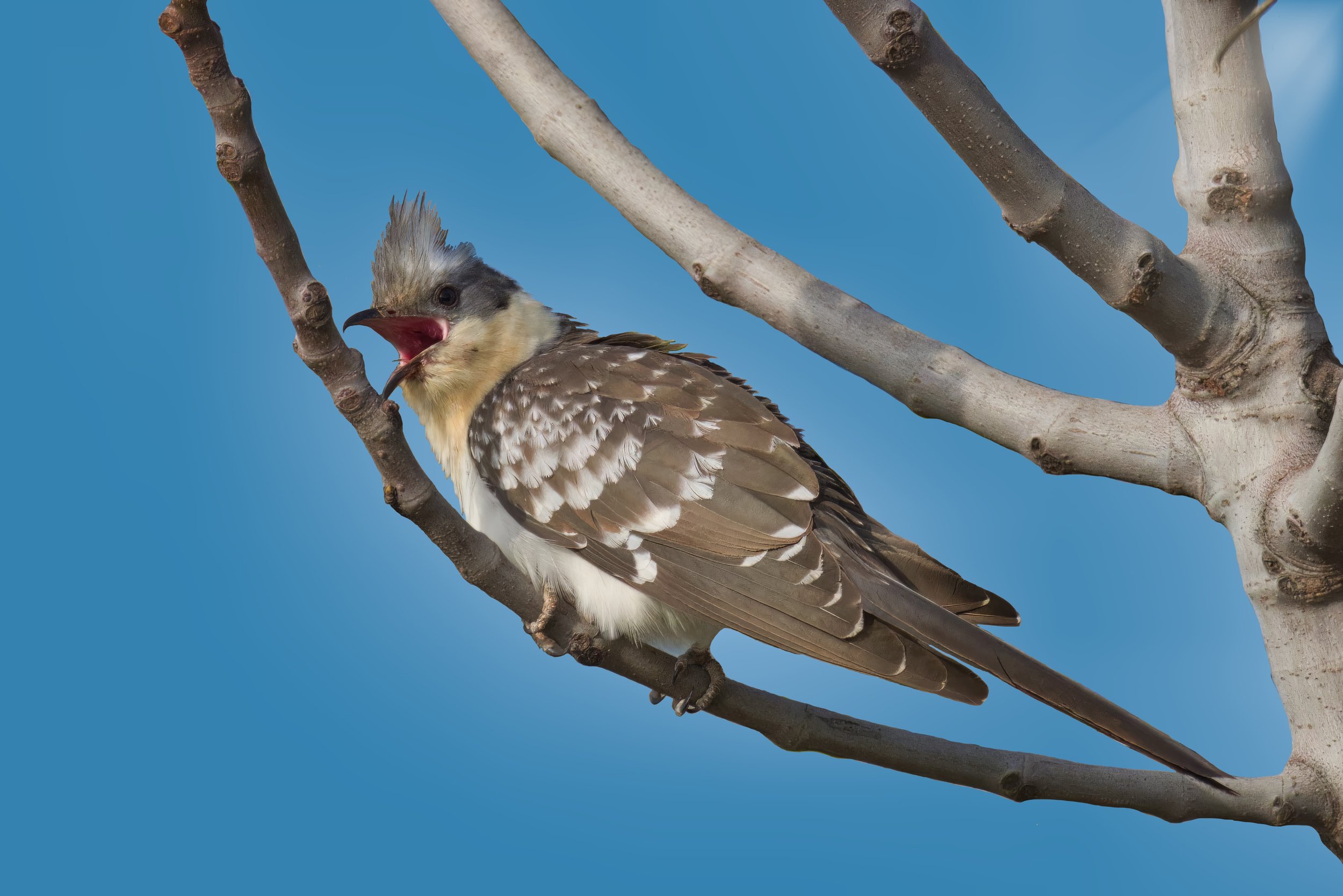 Great-spotted Cuckoo, Lebanon West Bekaa 10-Apr
