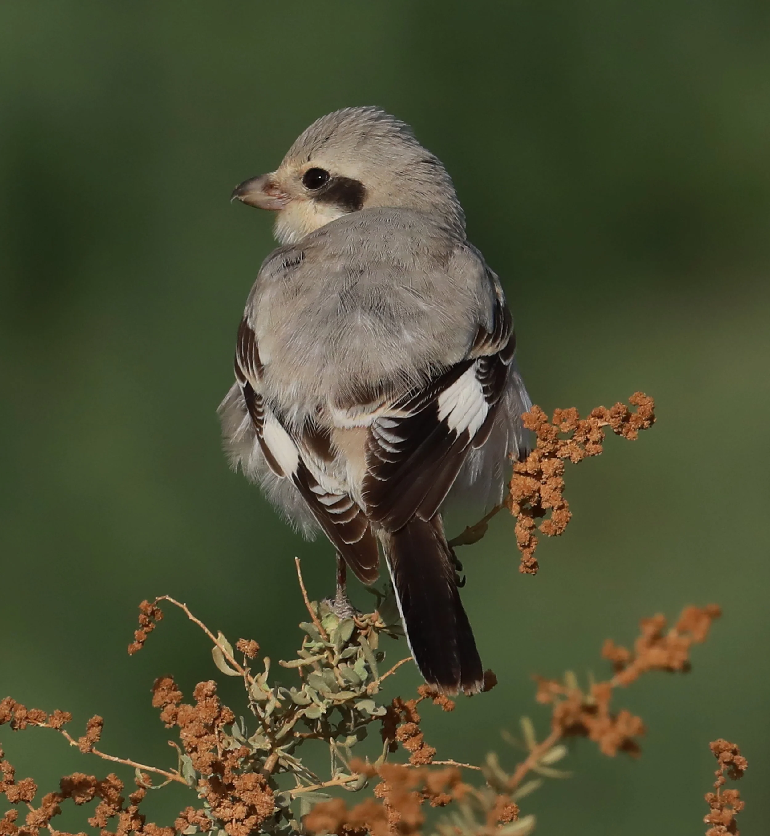 Photo Credit: Paul Kinnock