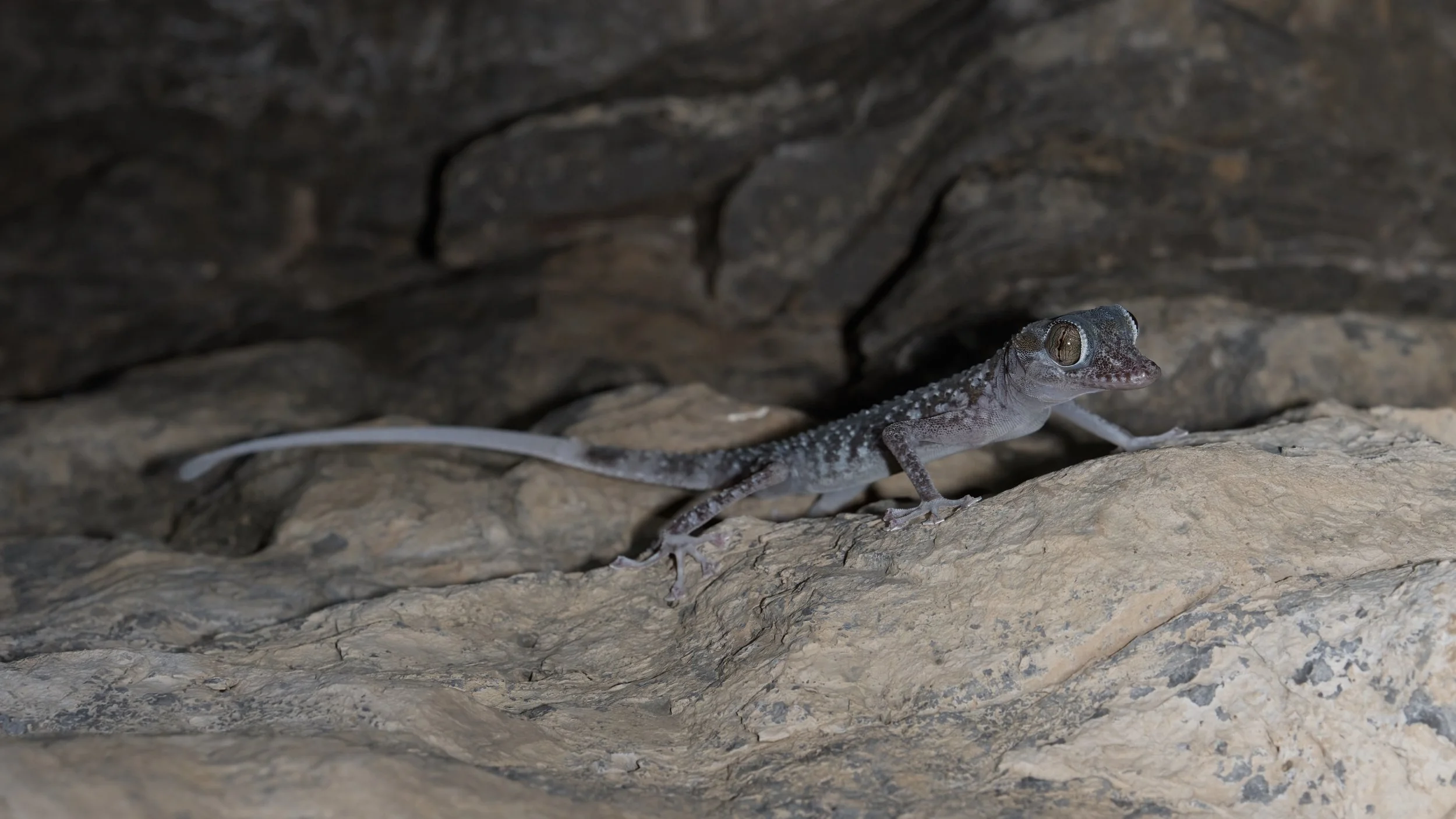 Gardner’s Leaf-toed Gecko (Asaccus gardneri)