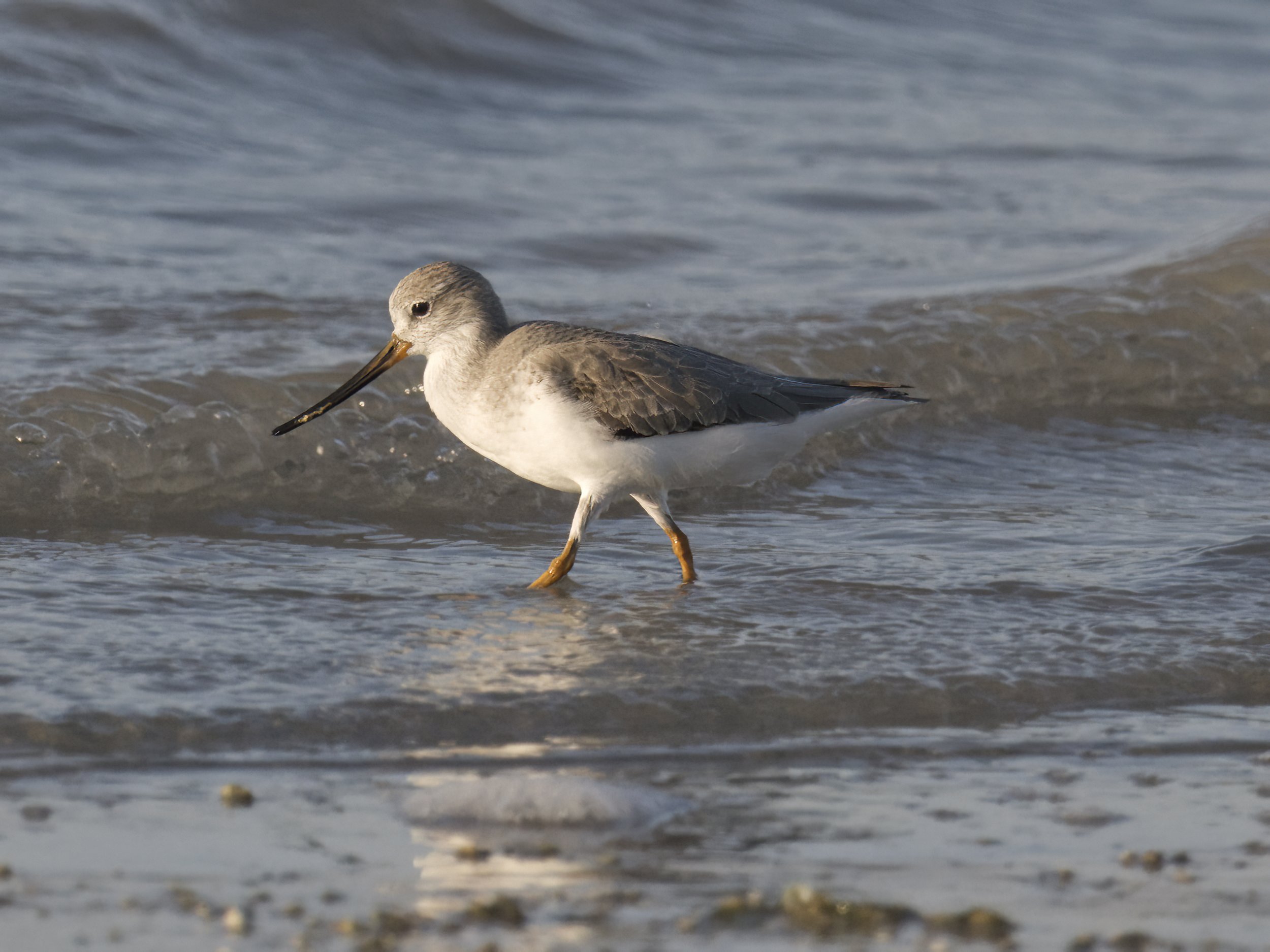 Terek Sandpiper (Xenus cinereus)