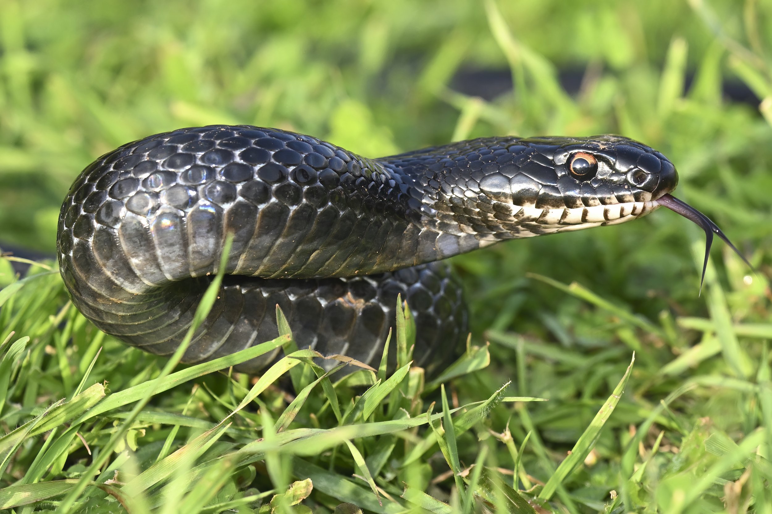 Large Whip Snake (Dolichophis jugularis)