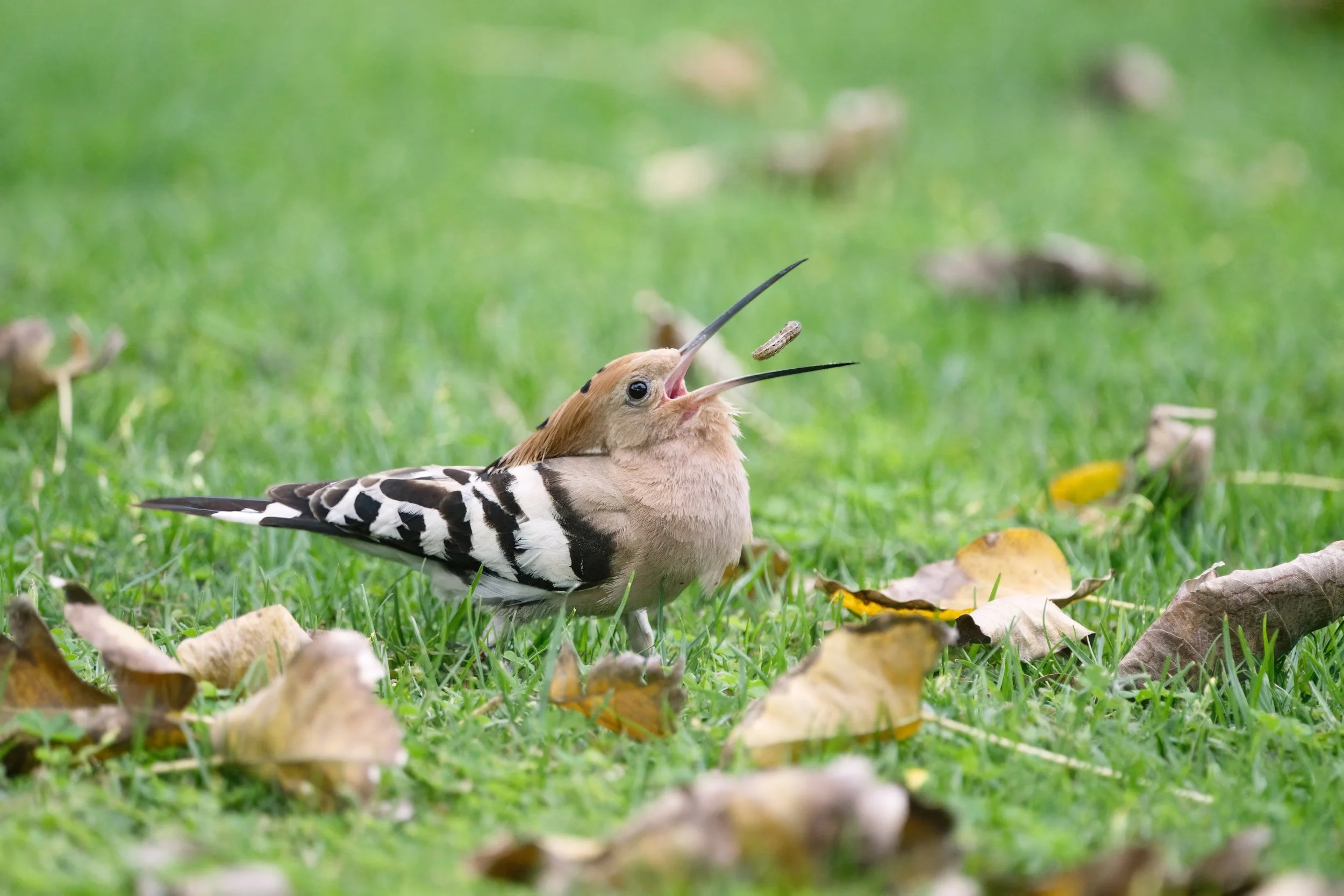 Eurasian Hoopoe (هدهد أوراسي)