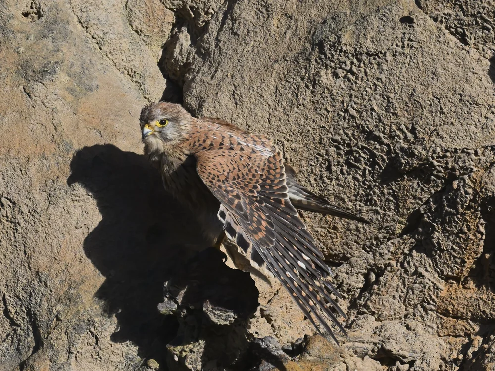 Eurasian Kestrel — best of the story