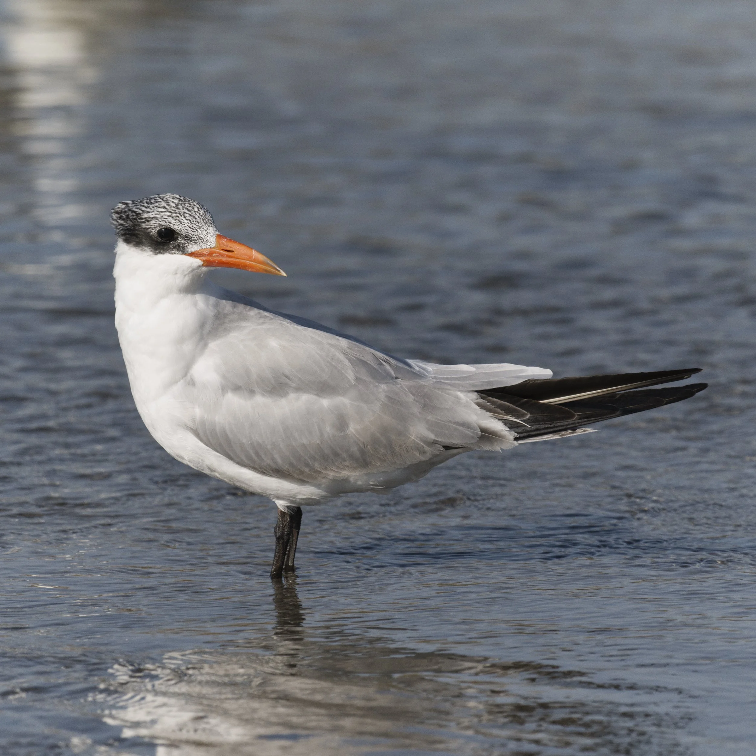 Caspian Tern (Hydroprogne caspia)