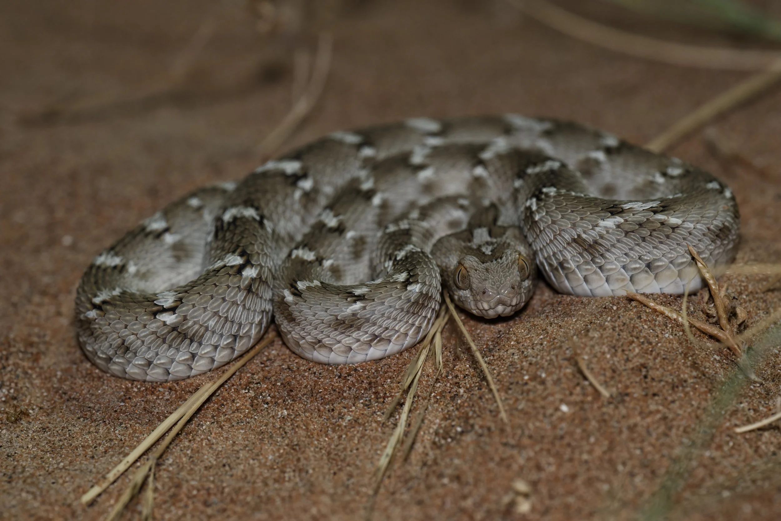 A coiled rattlesnake on sandy ground with sparse dry grass.