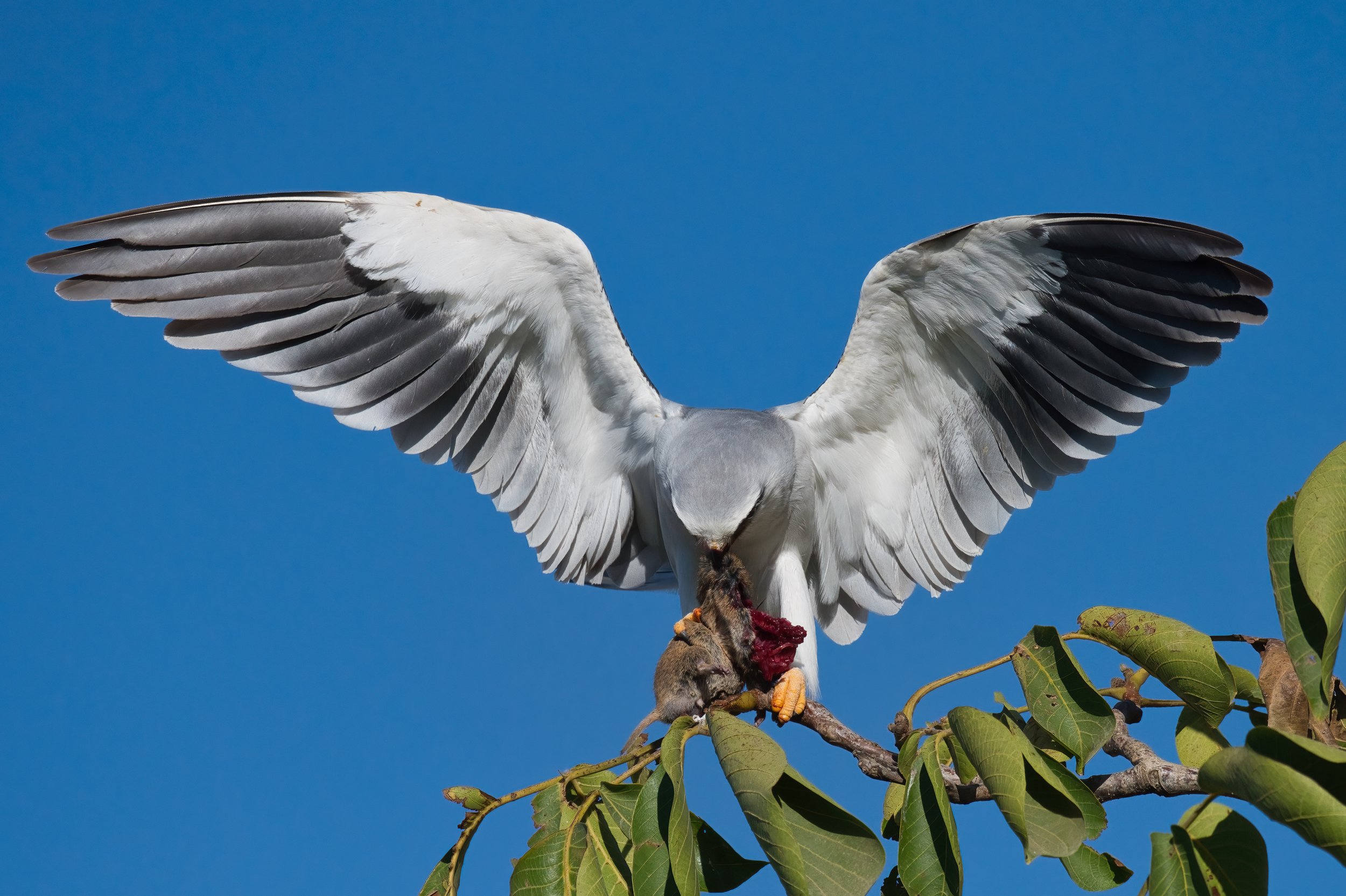 Birds of Lebanon