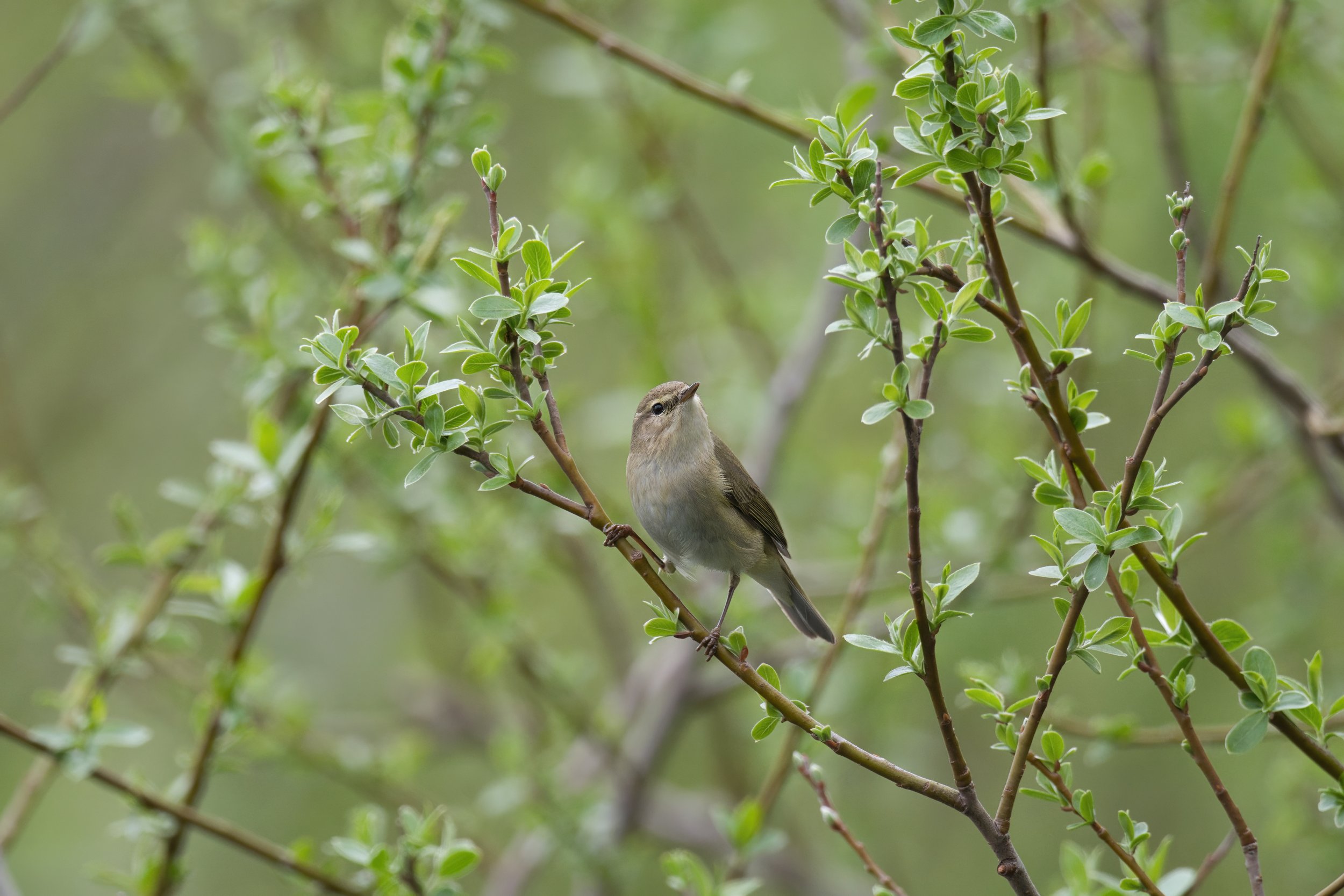 Willow Warbler D54_0102.jpeg