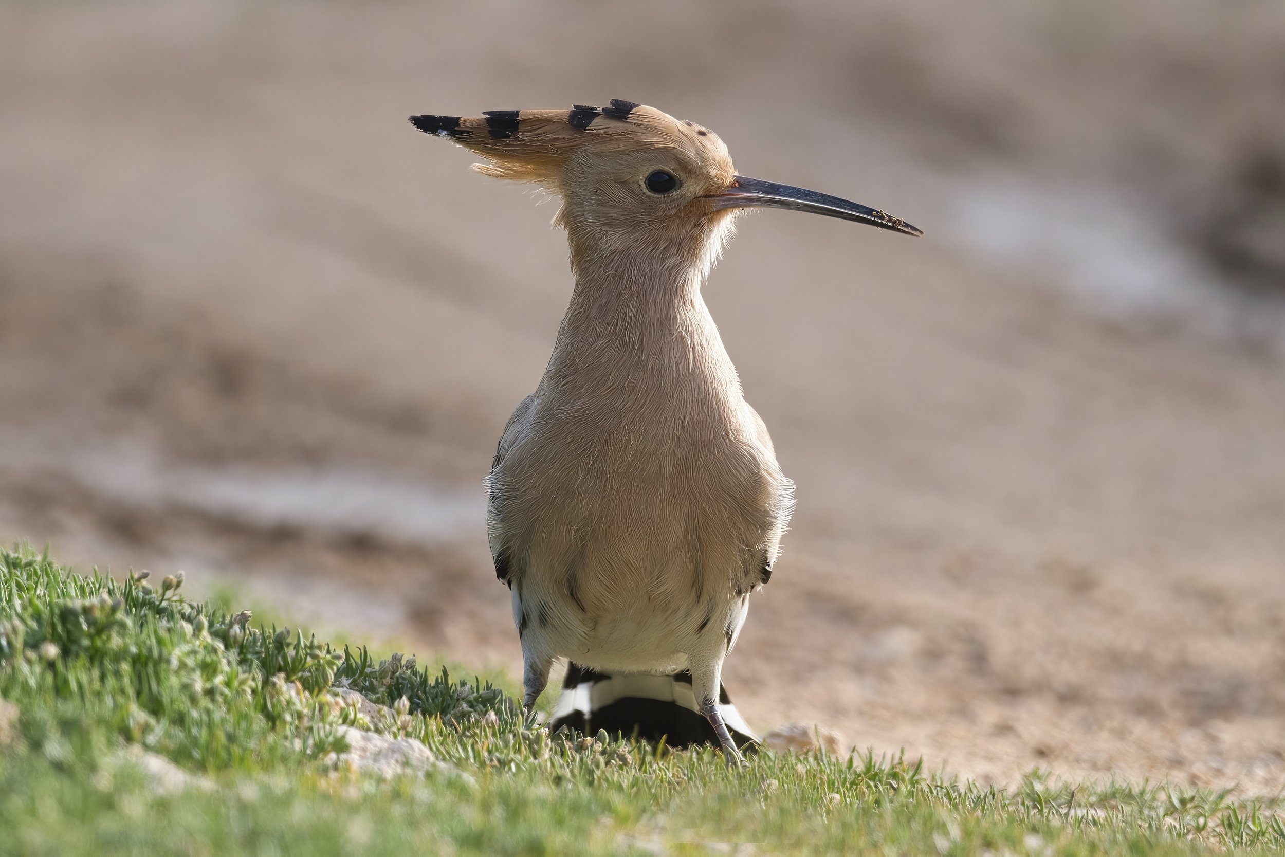 Hoopoe Lebanon