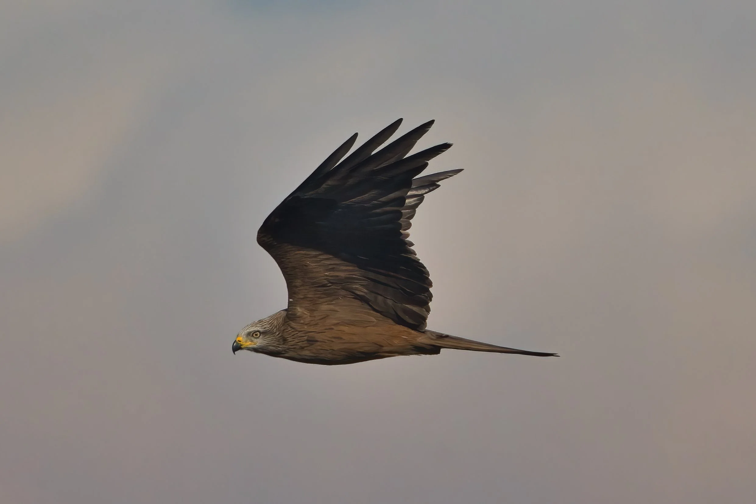 birds migration lebanon