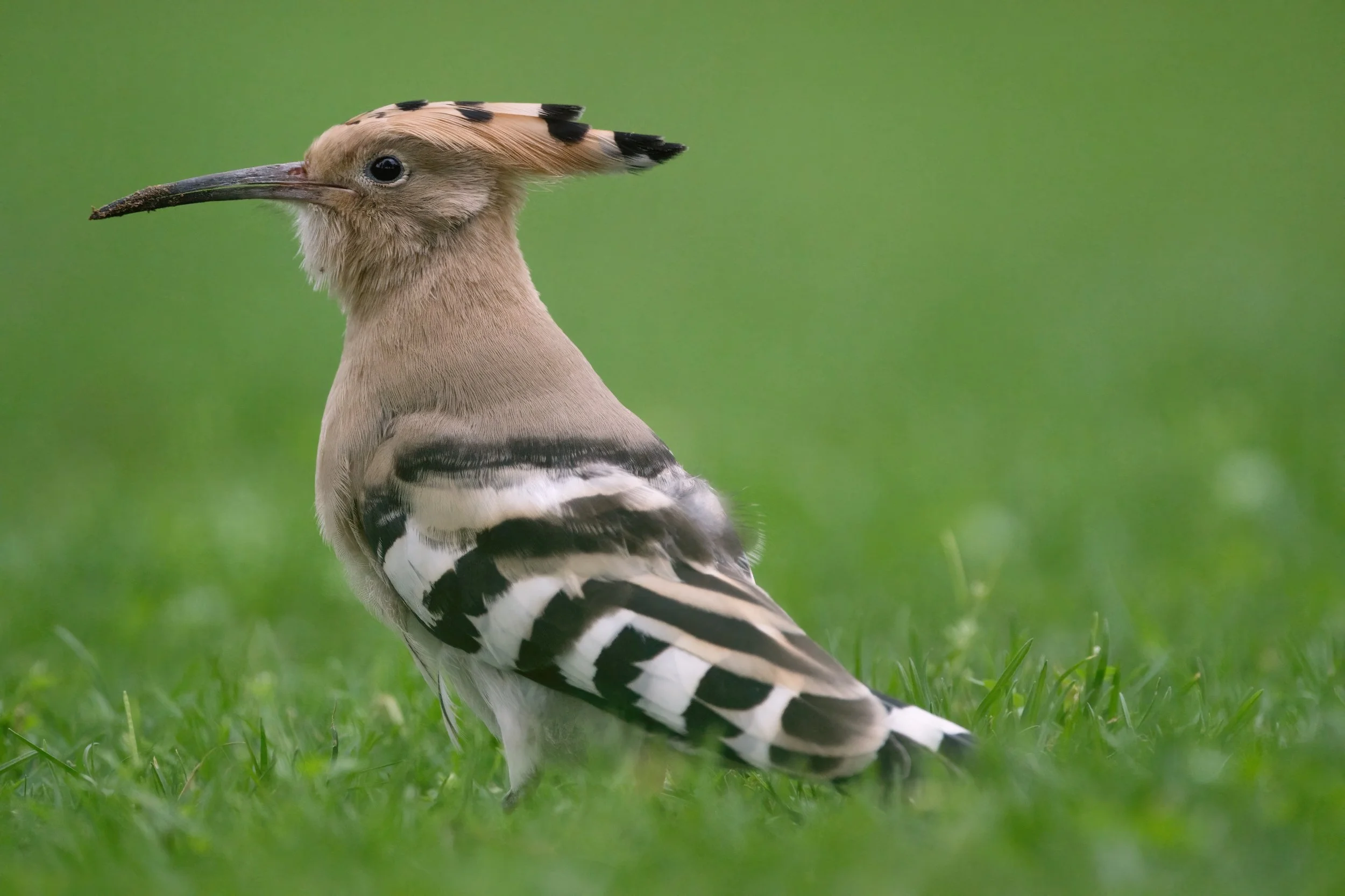 Eurasian Hoopoe (هدهد أوراسي)