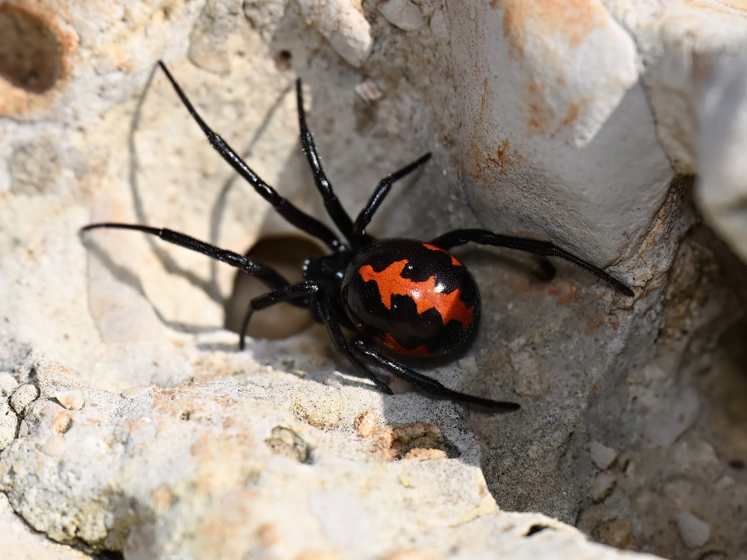 Mediterranean False Black Widow Z09_9791.jpeg