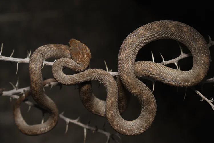 Arabian Cat Snake