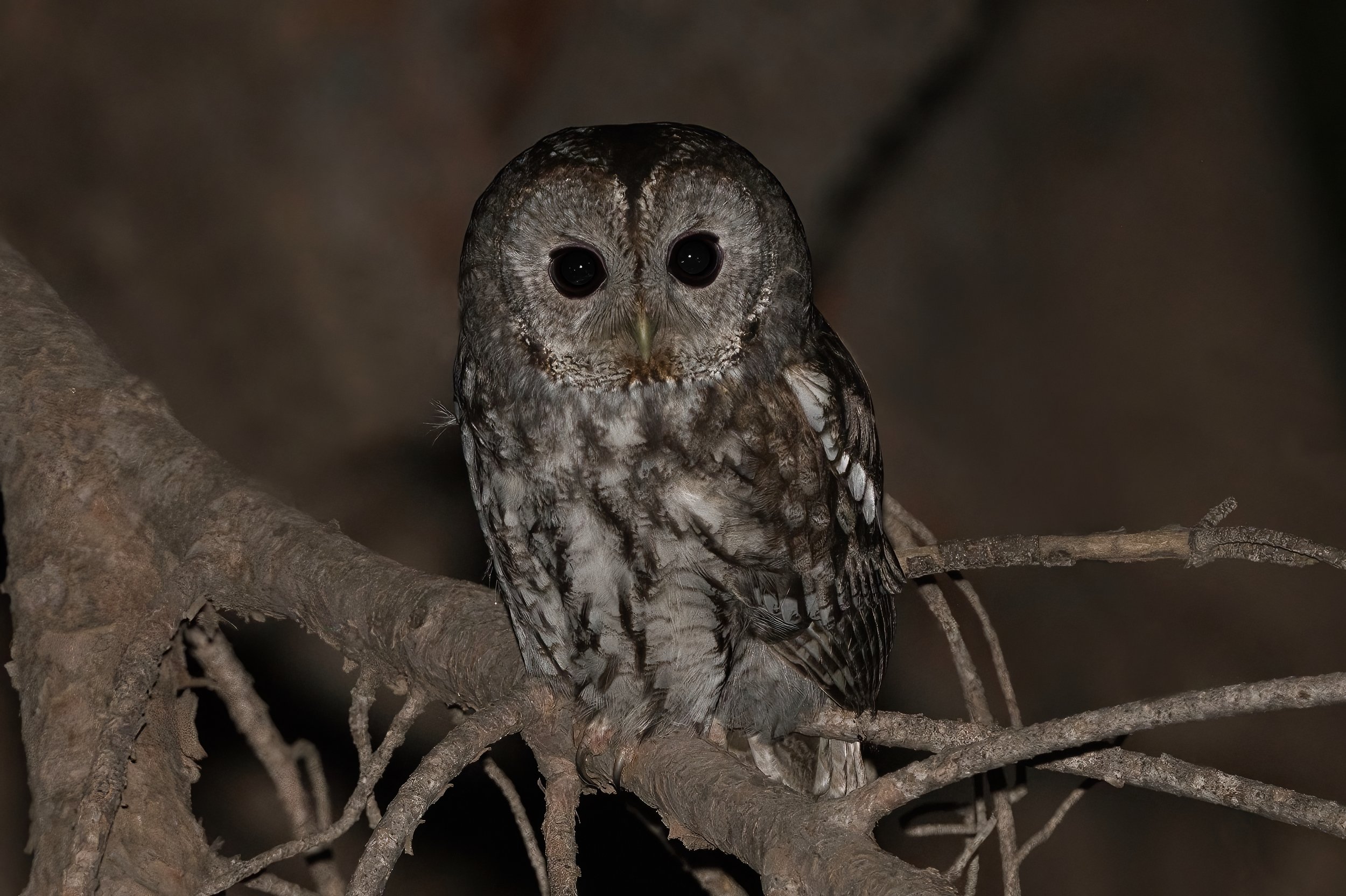 Tawny Owl - Lebanon Lebanon