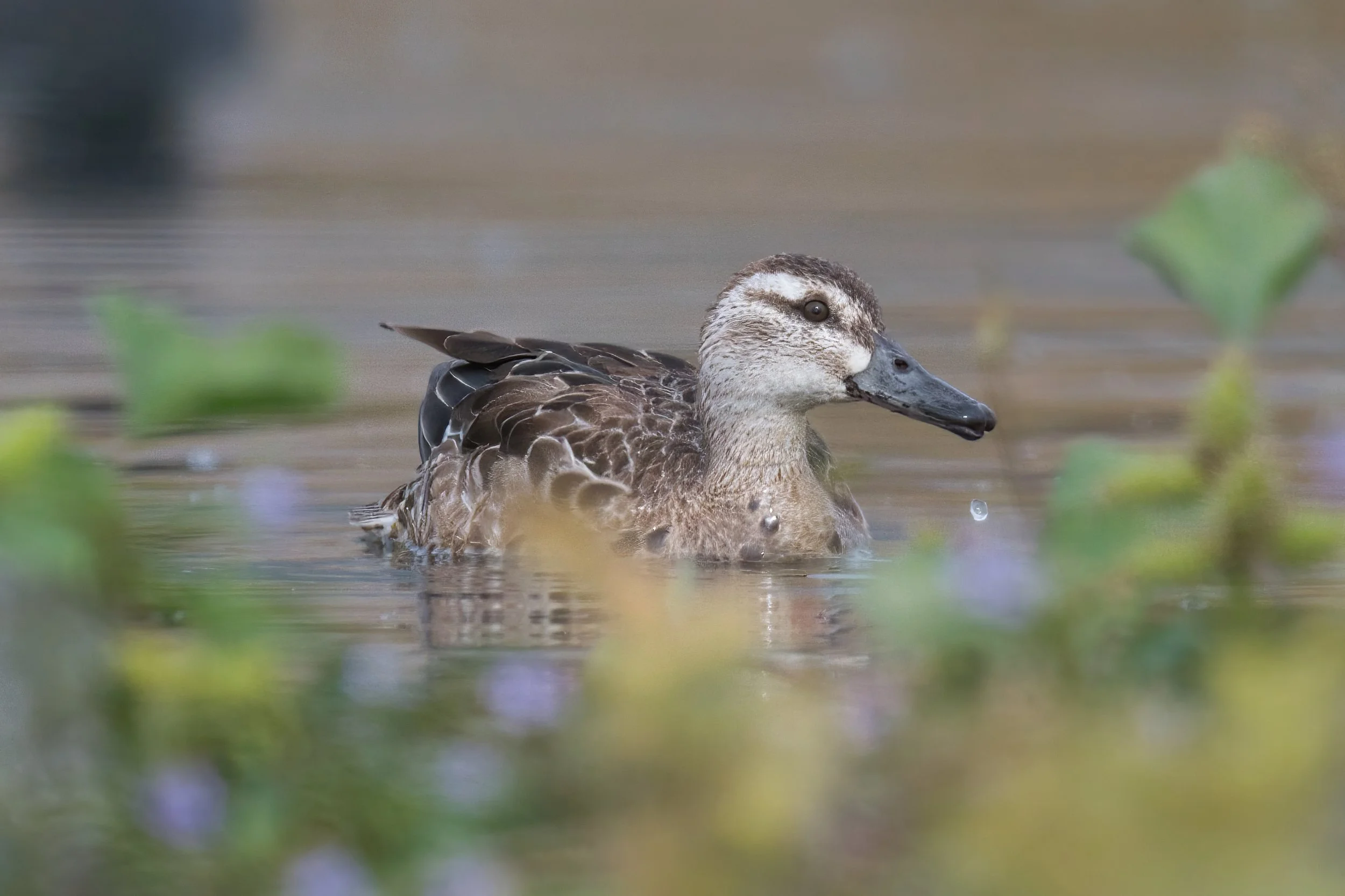 Garganey D54_7979.jpeg