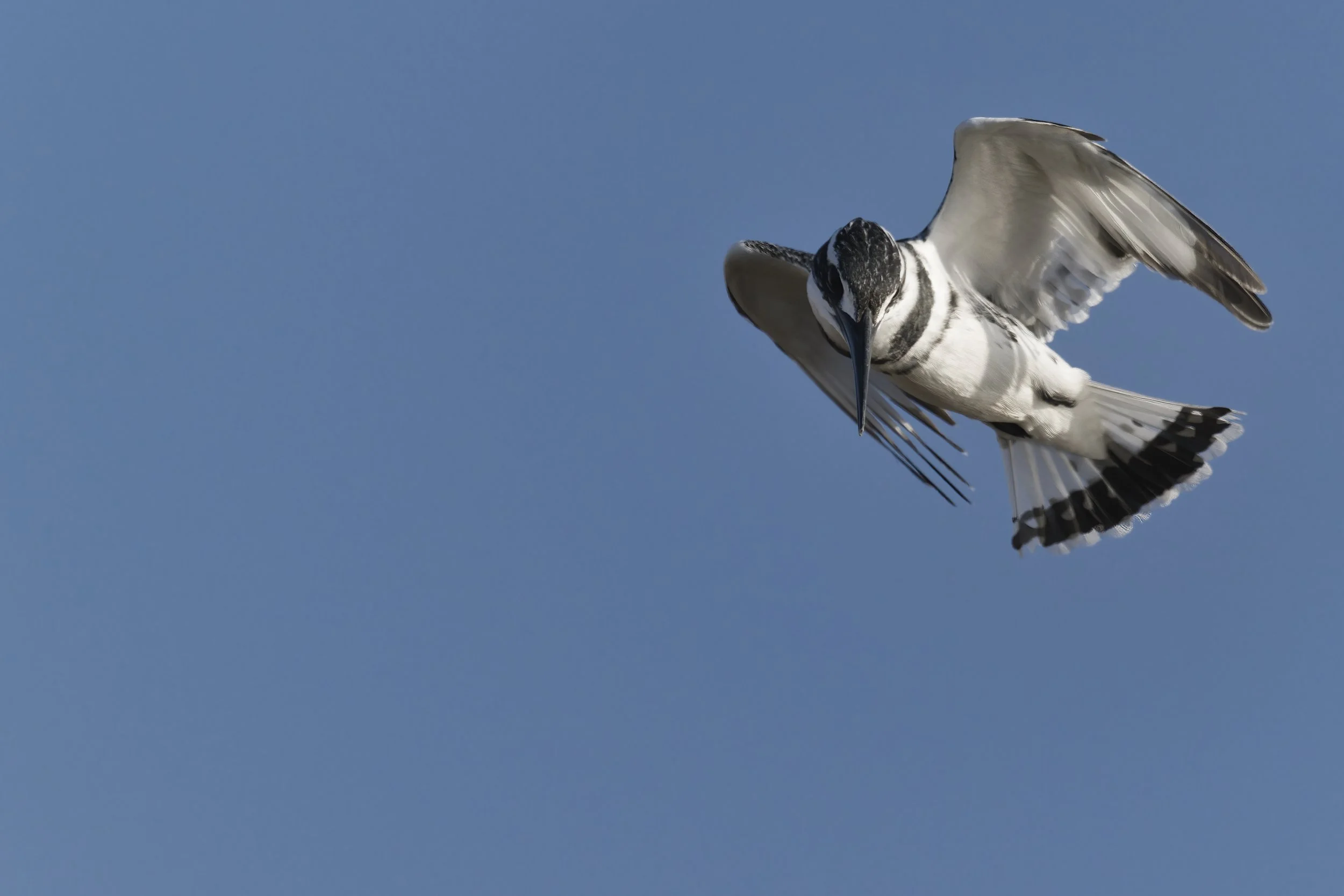 Birds watching Guide UAE
