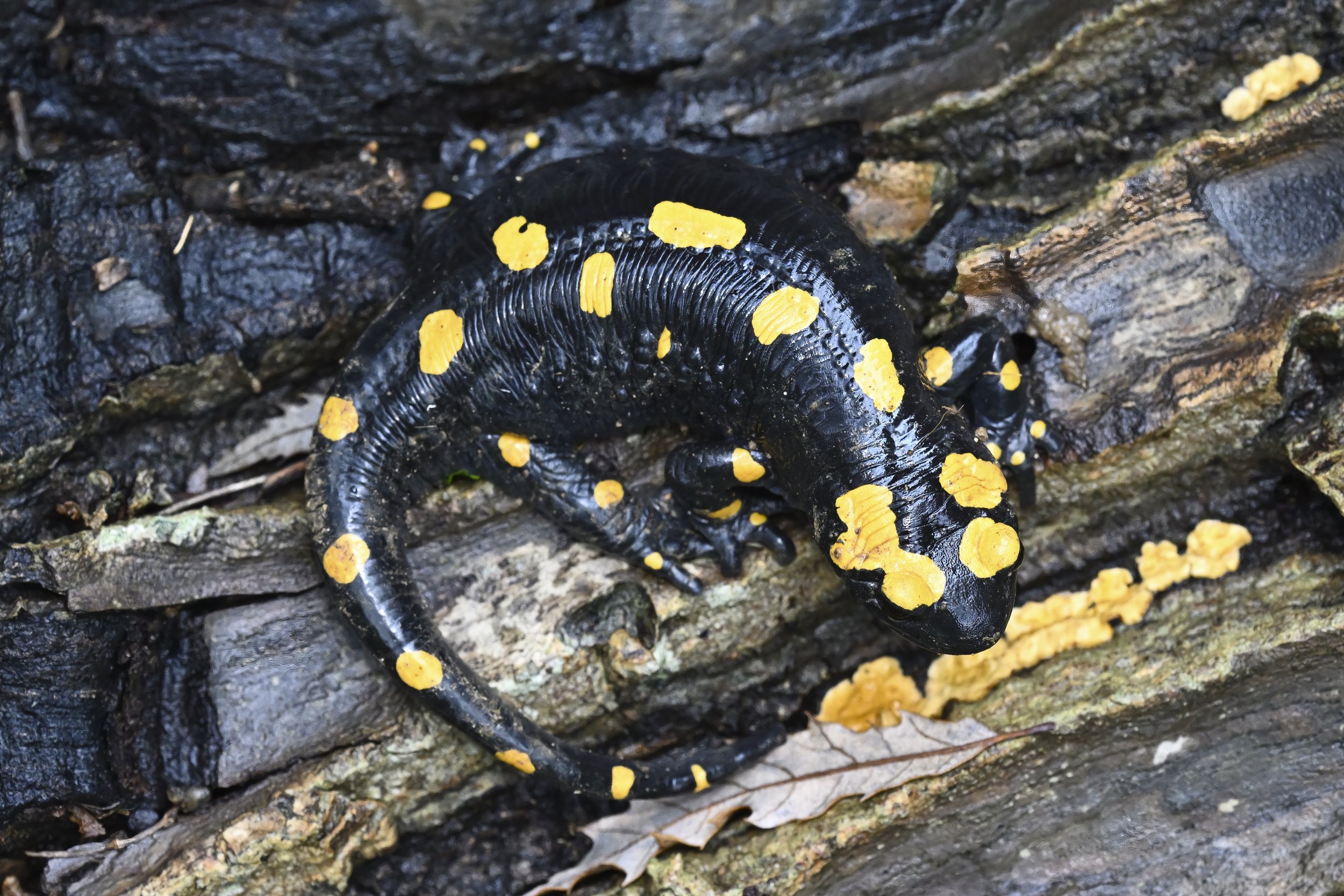 Near Eastern Fire Salamander Mokhtara