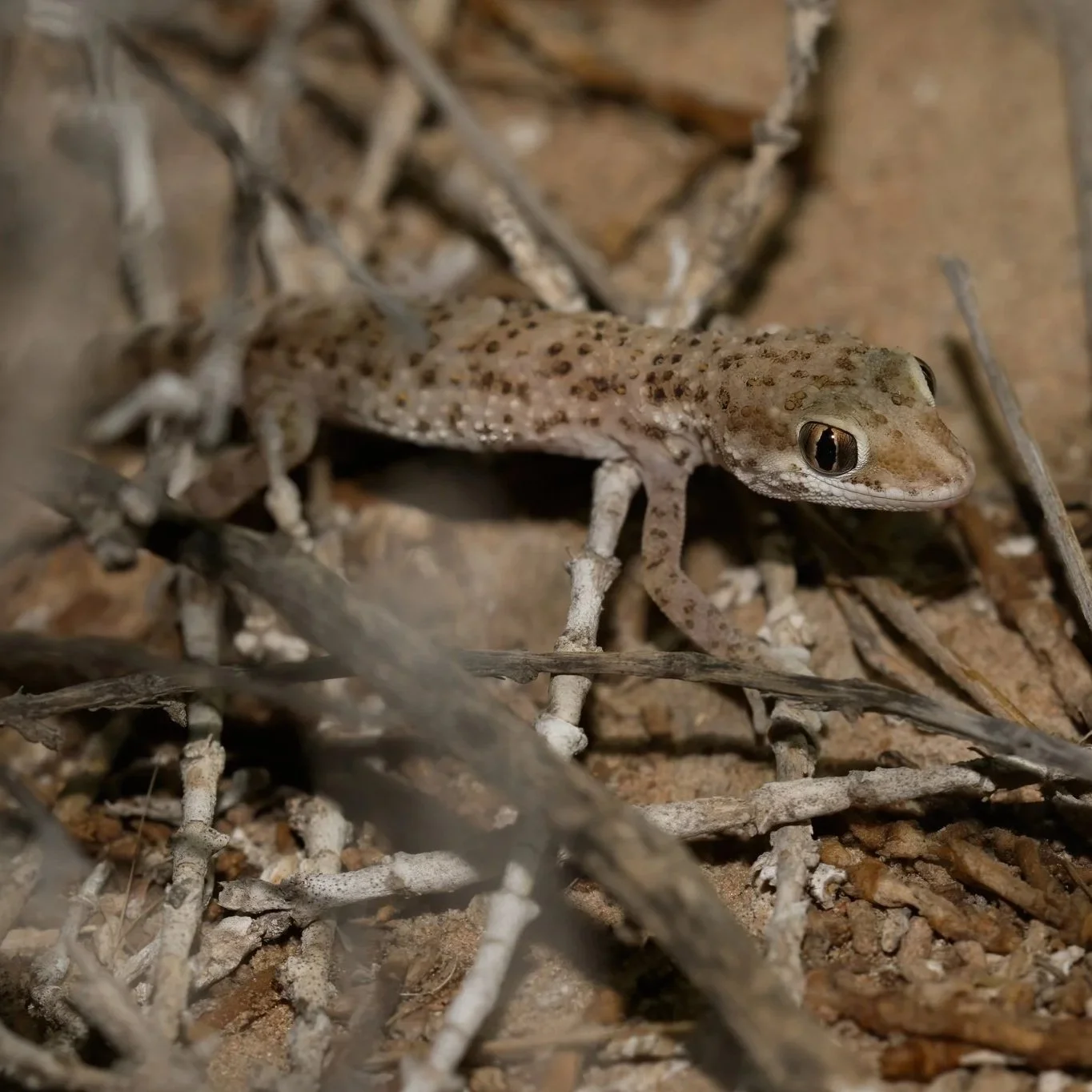 Baluch Ground Gecko \ Bunopus tuberculatus