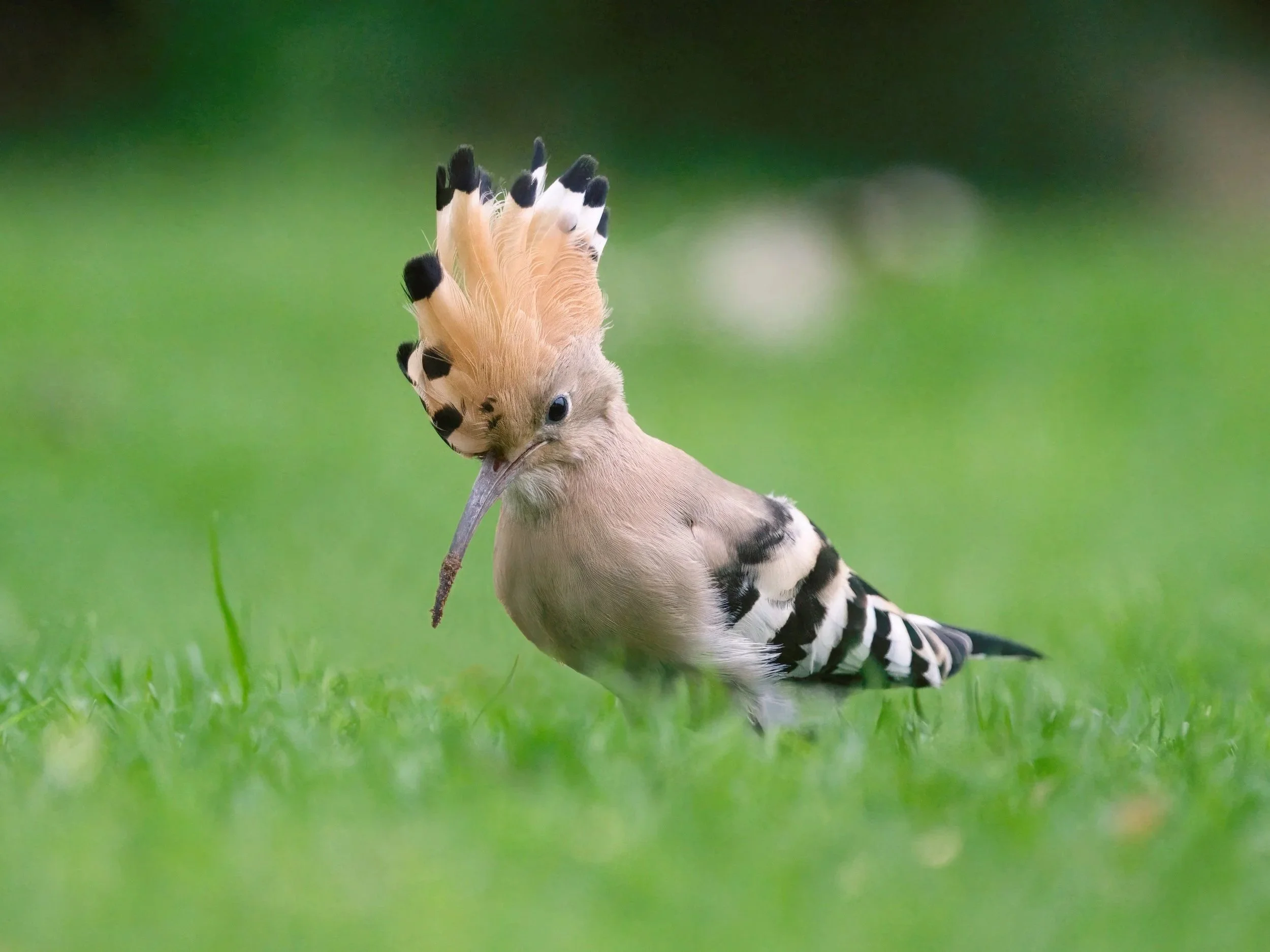 _Z092918-severe-noise-Focus.jpg