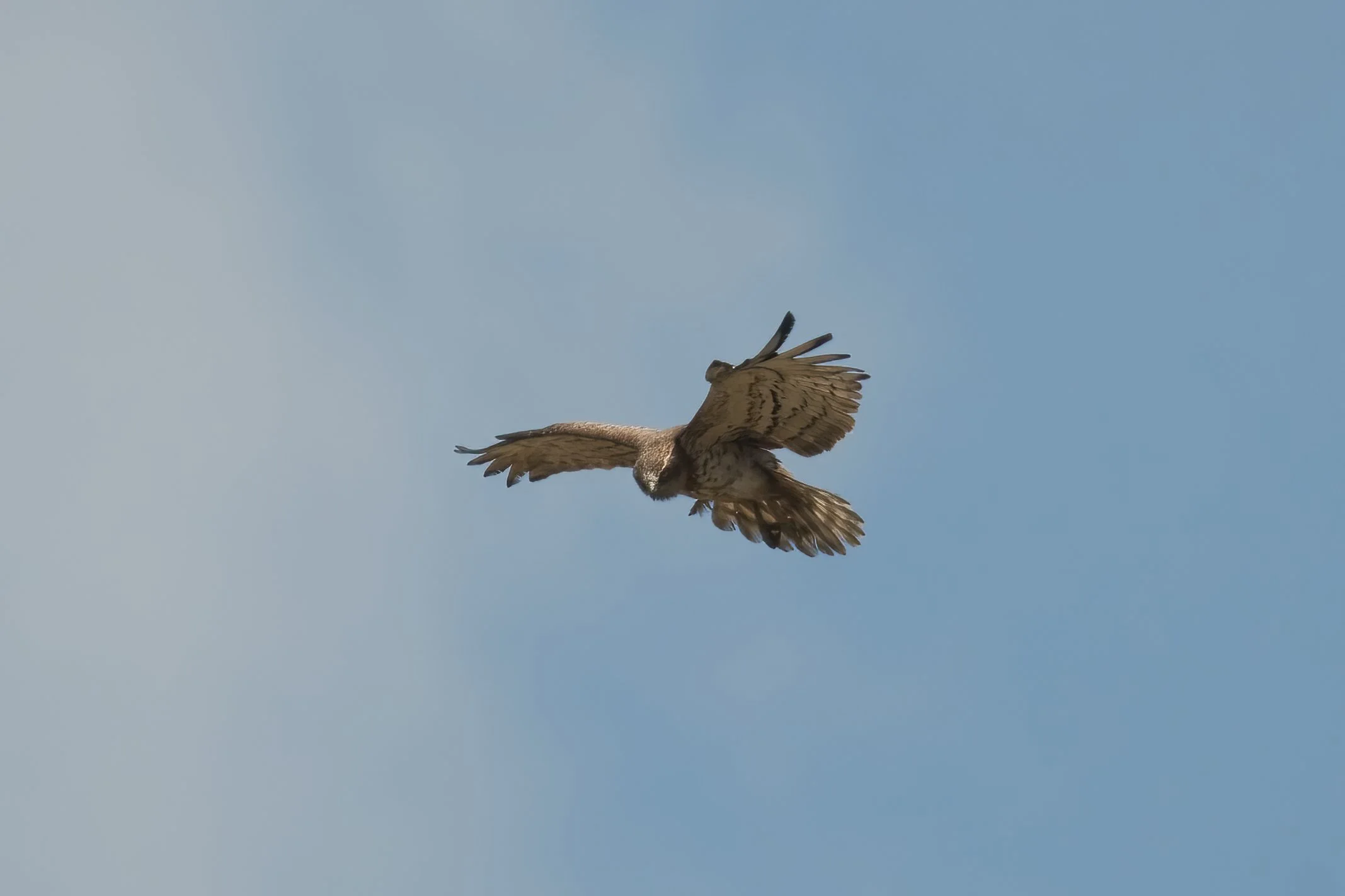 birds migration lebanon