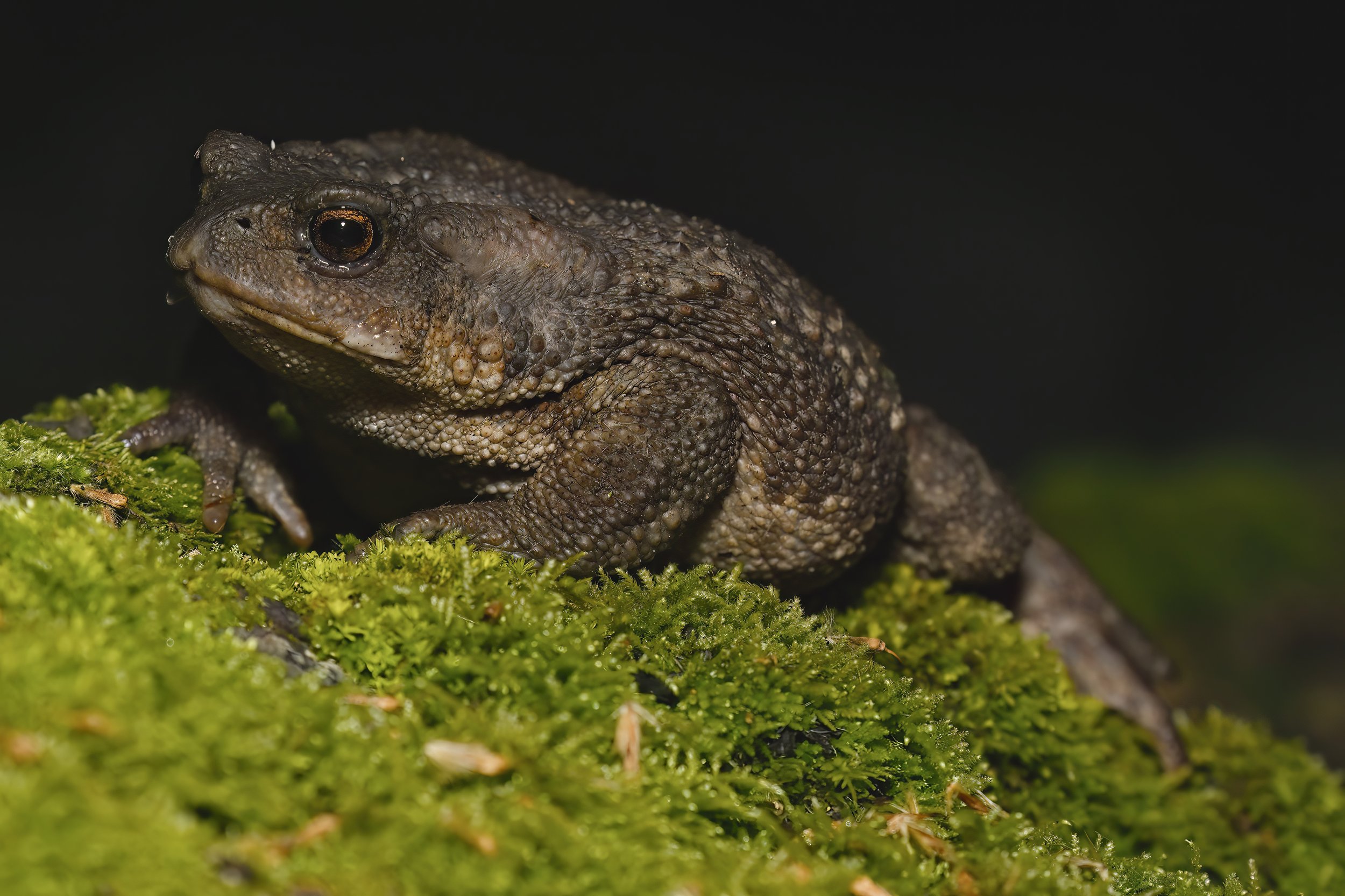 Herping photography
