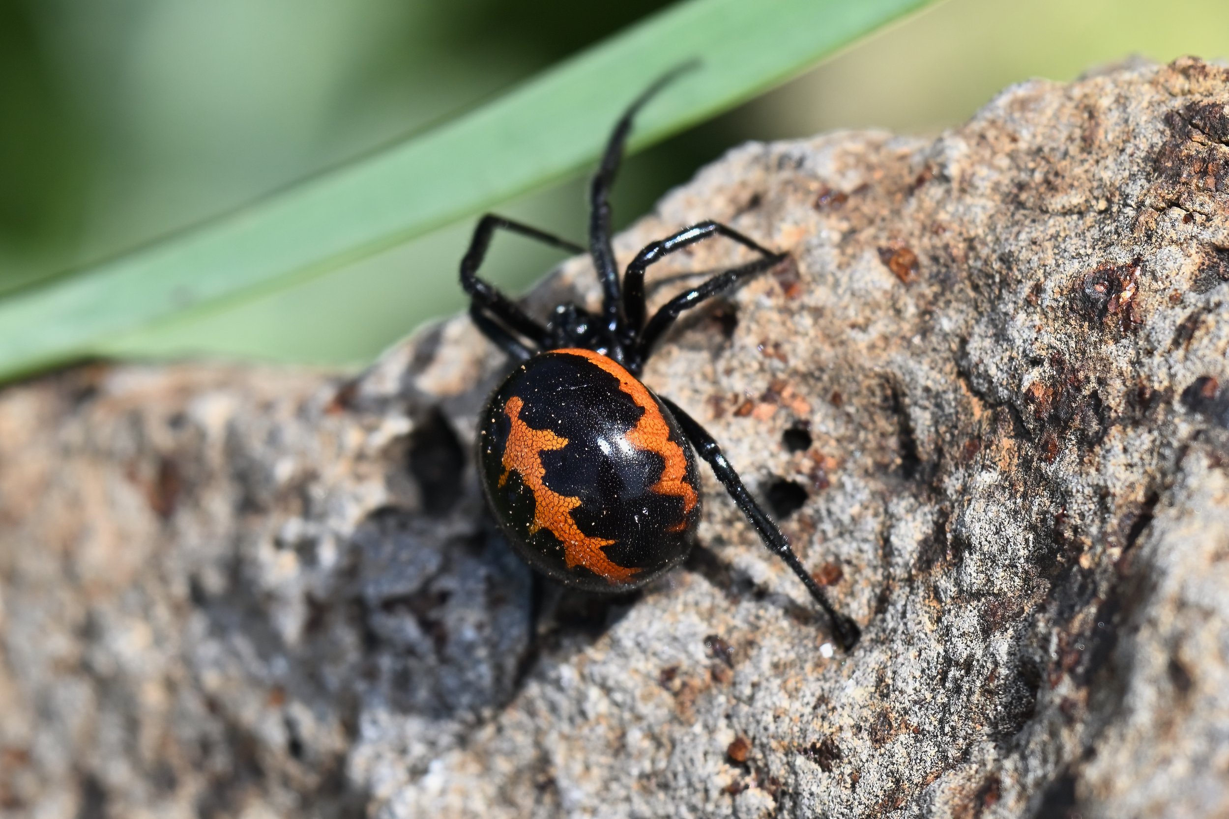 Mediterranean False Black Widow Z09_0842.jpeg