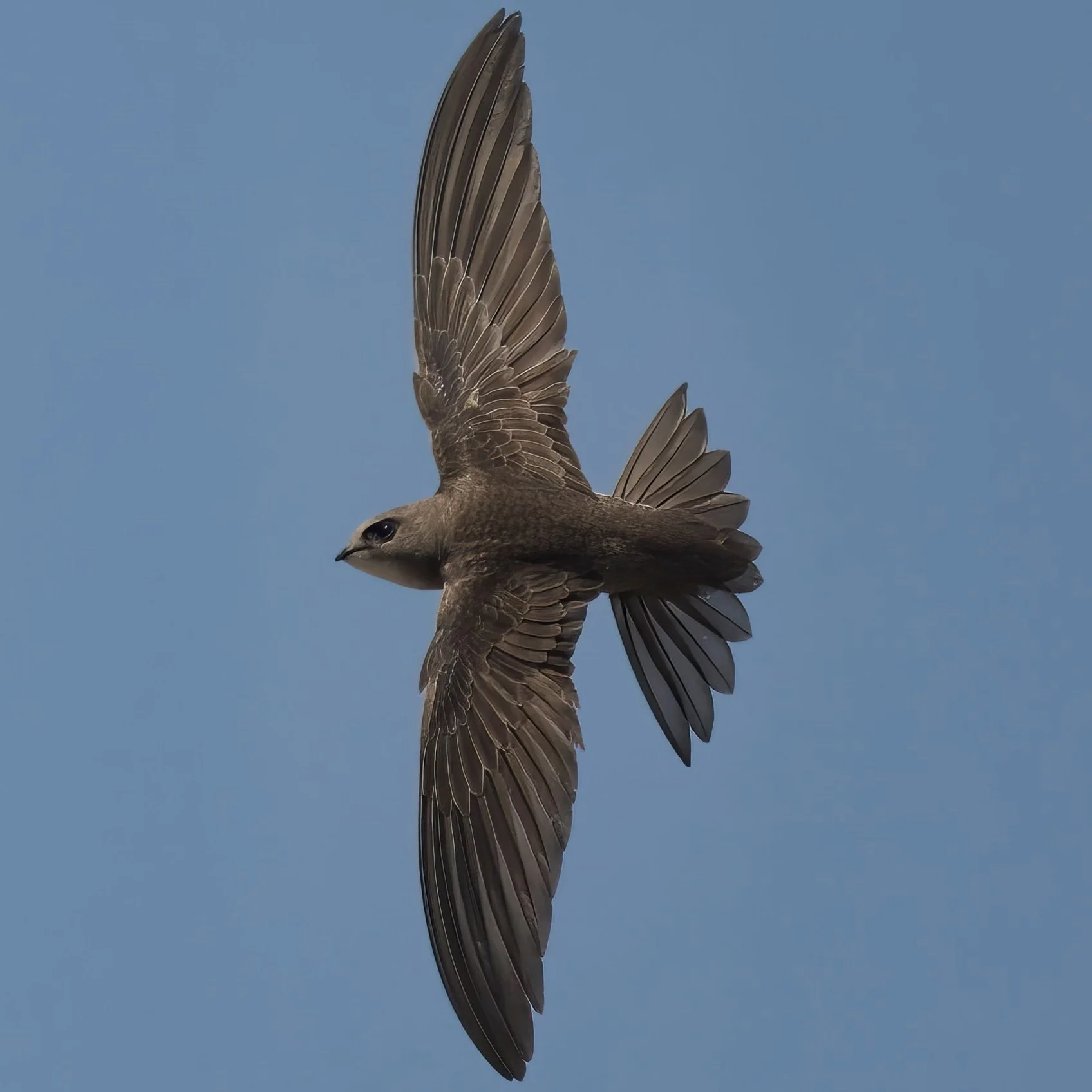 Pallid Swift / Apus pallidus