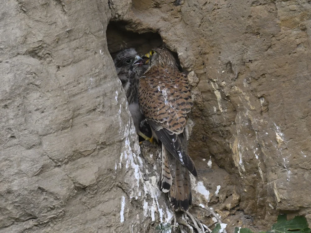 Eurasian Kestrel — best of the story
