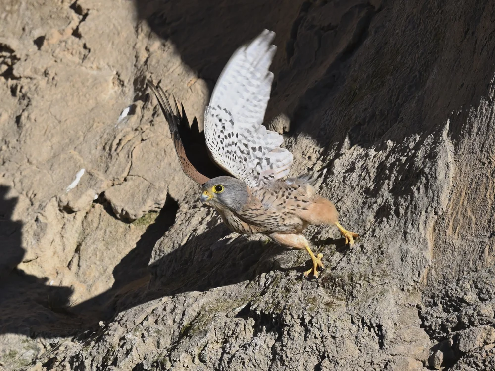 Eurasian Kestrel — Eurasian Kestrel Its Time to Get Some Food