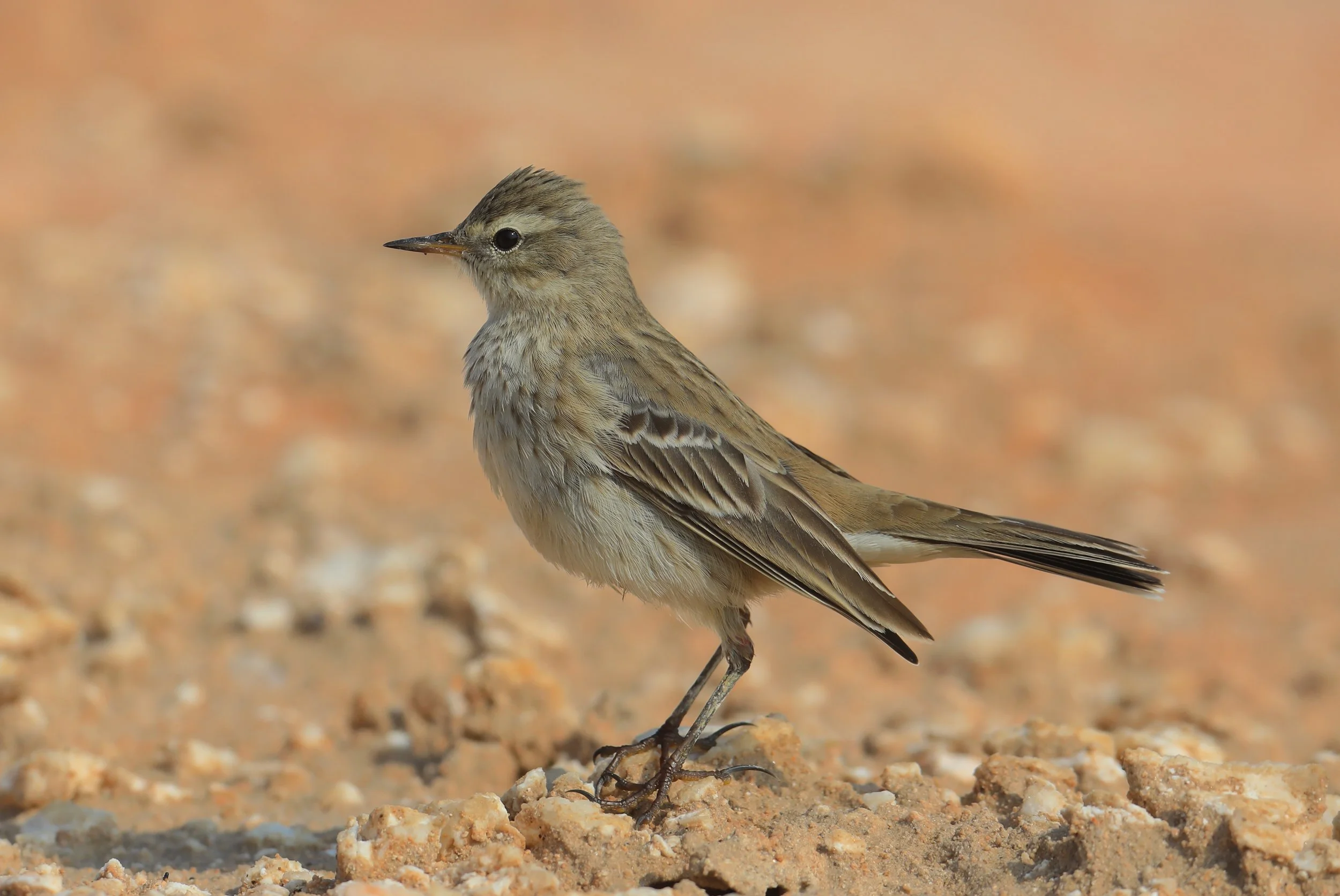 Photo Credit: Paul Kinnock