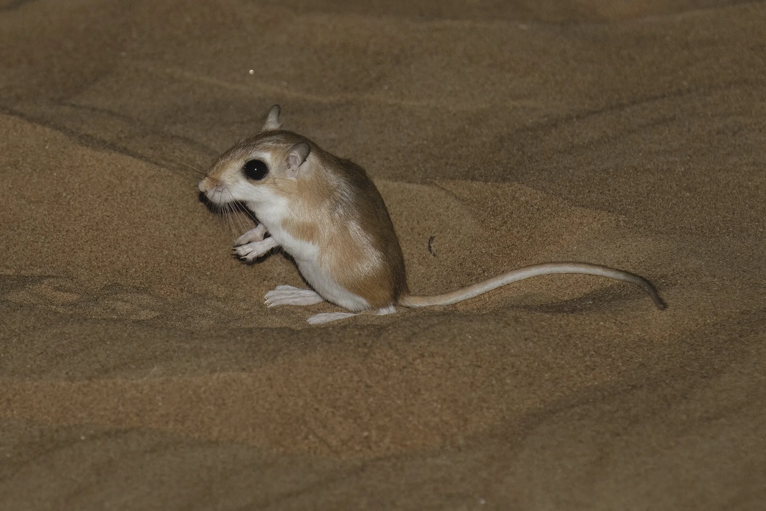 Cheesman's Gerbil \ Gerbillus cheesmani