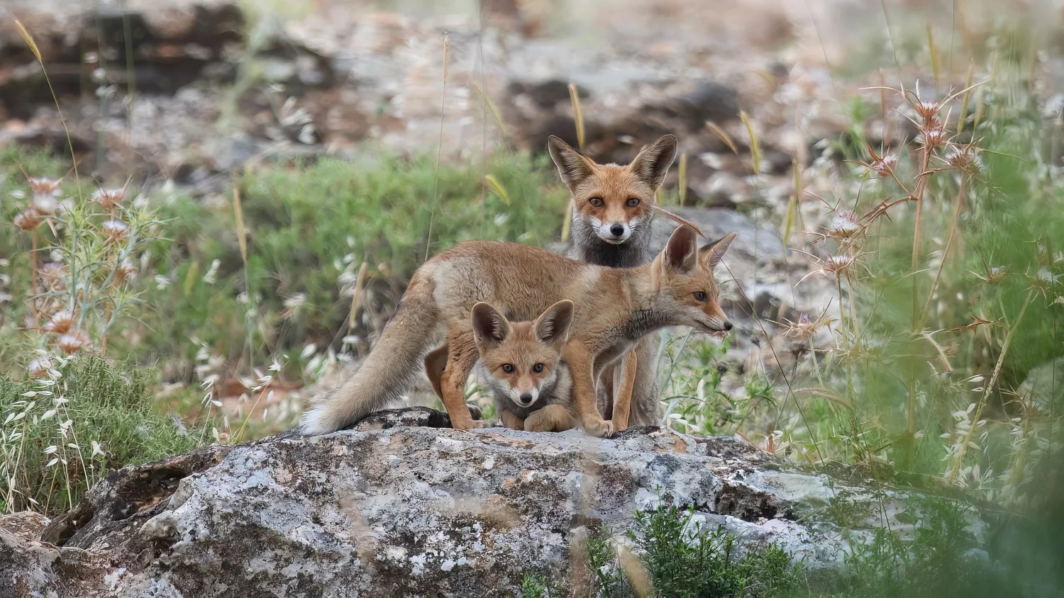 Three red foxes, an adult and two cubs, standing together on a rock among green plants, Anjar, Lebanon