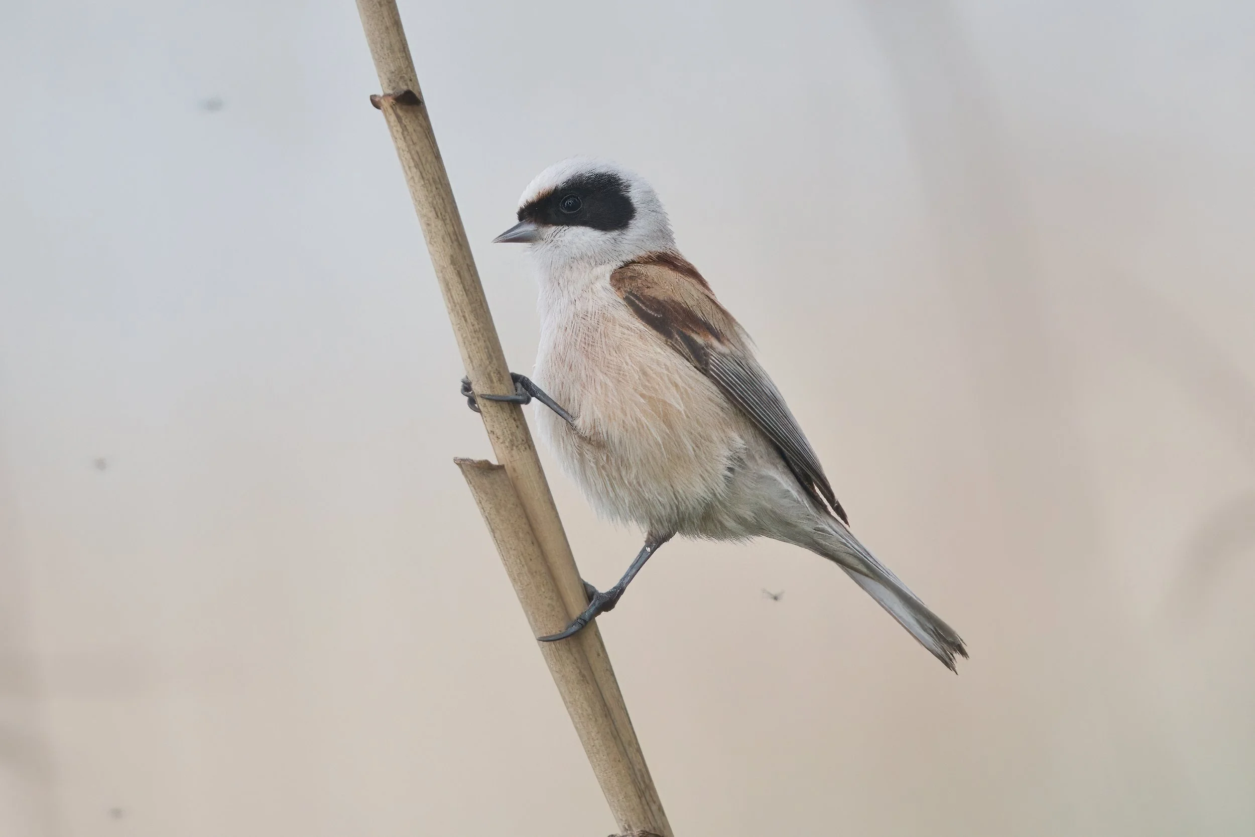 A small bird with a black patch around its eye and on its face, beige and brown feathers, perched on a tall, thin, vertical branch against a light, neutral background.