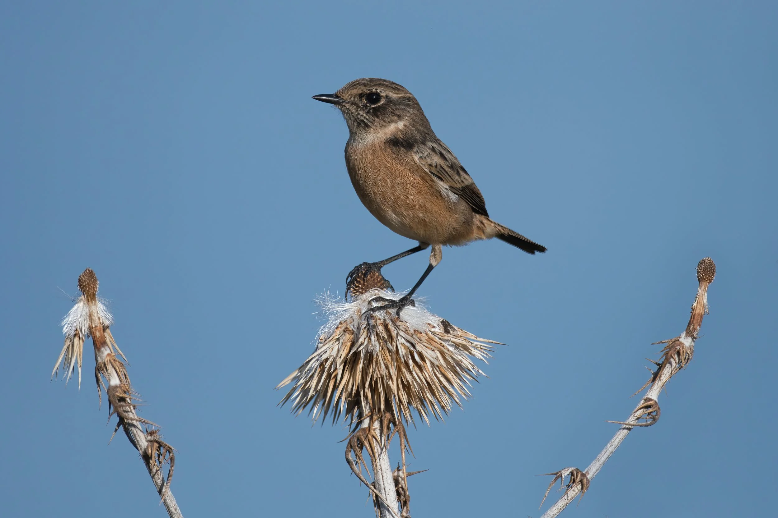 European Stonechat (القليعي الأوروبي) \ Saxicola rubicola