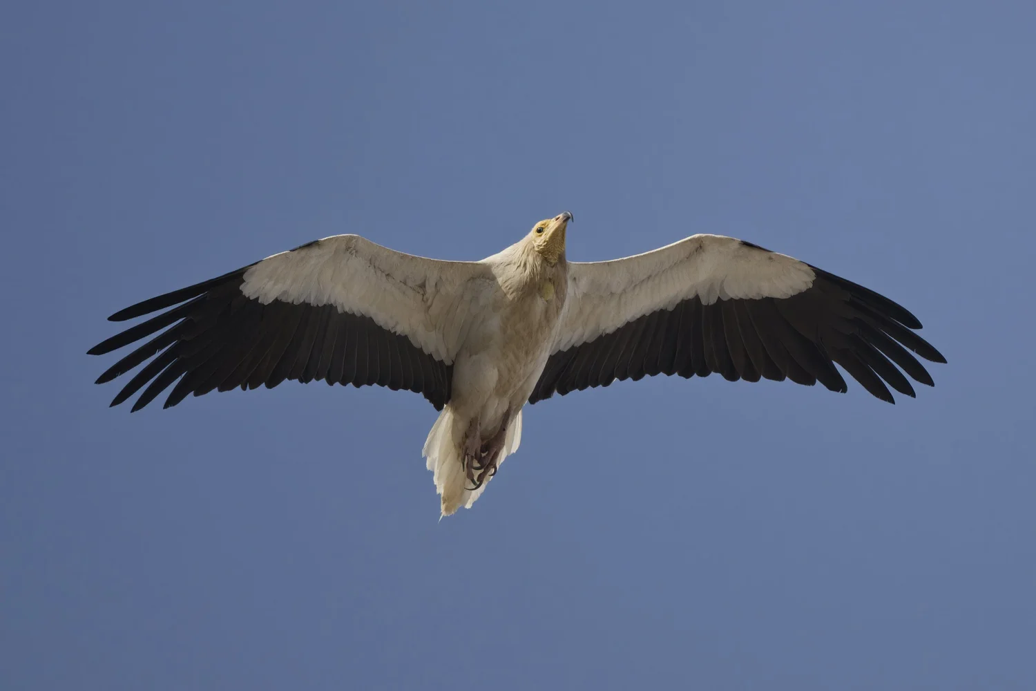 Adult Egyptian vulture soaring with wings fully spread against a blue sky, Jebel Hafeet, UAE