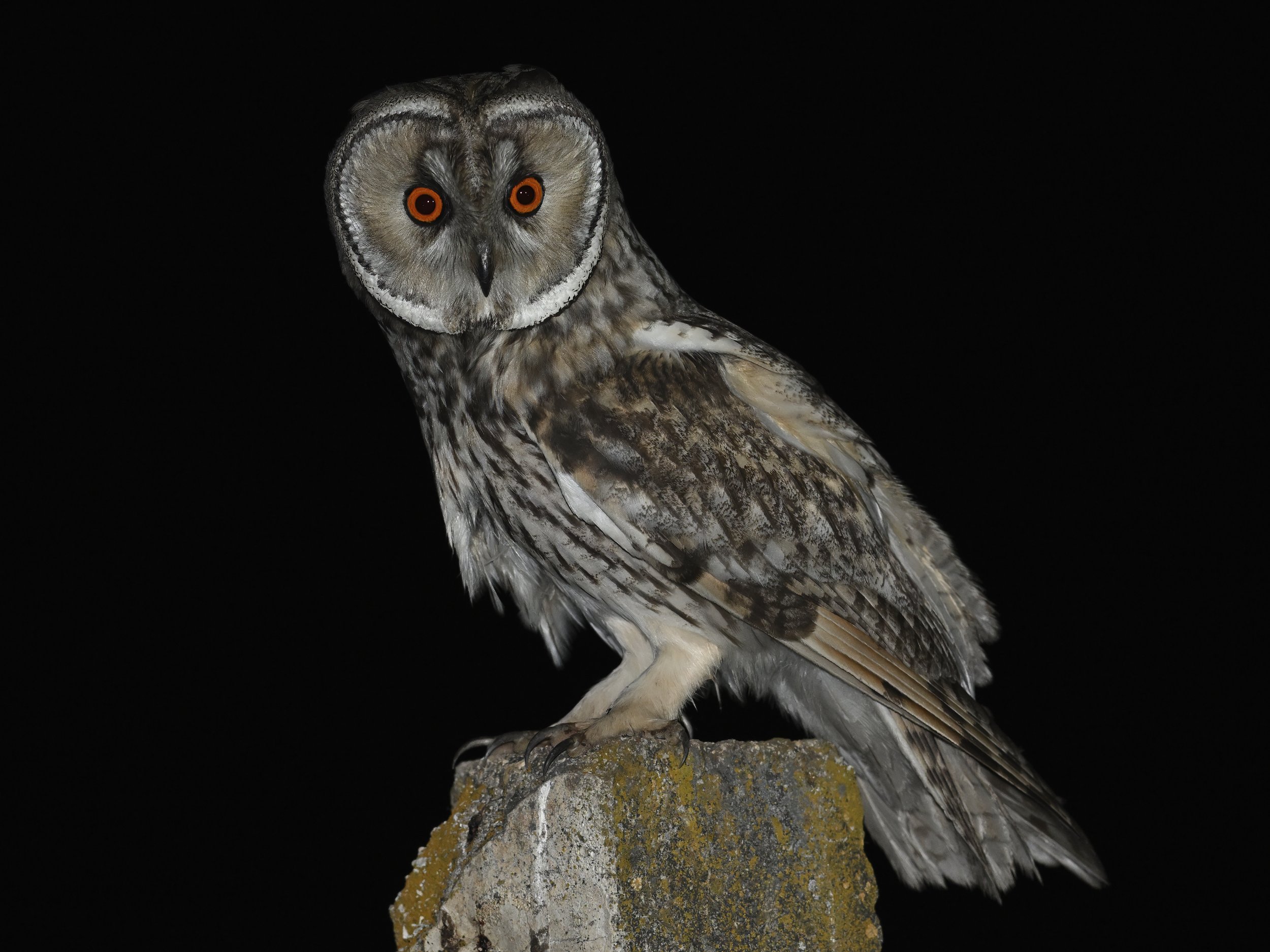 Professional Owls Photography