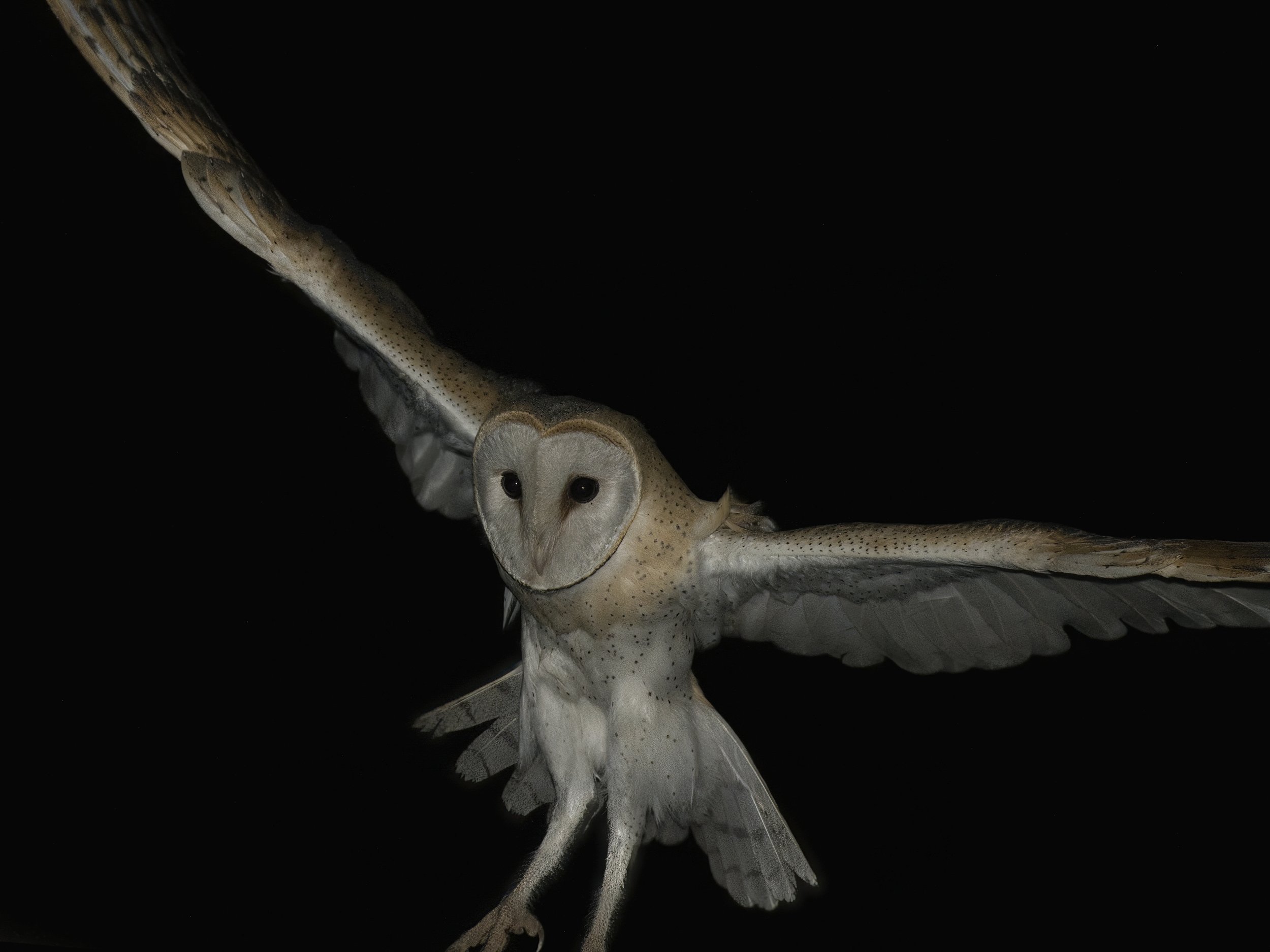 Barn Owl Lebanon