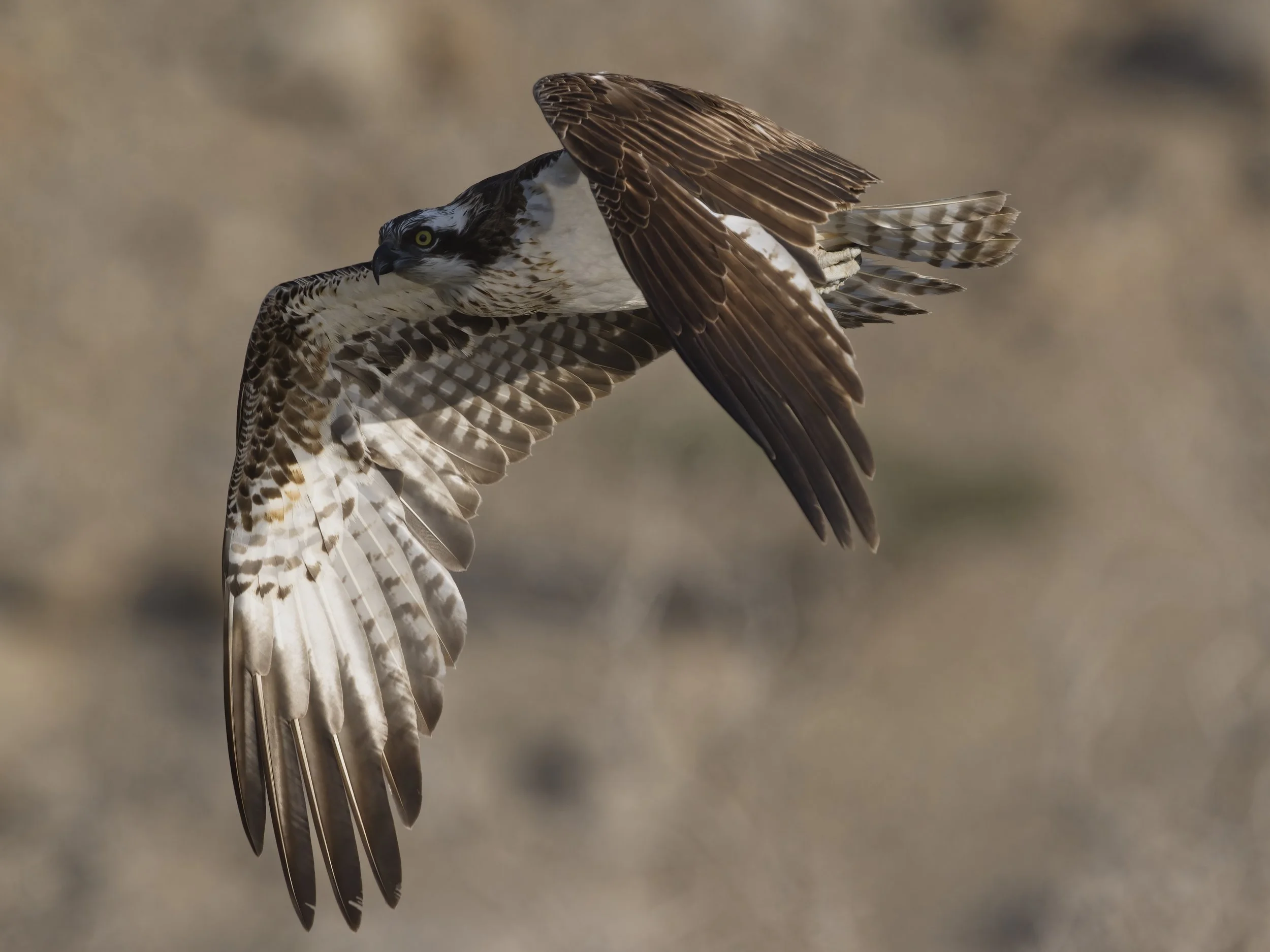 Birds photography trips UAE