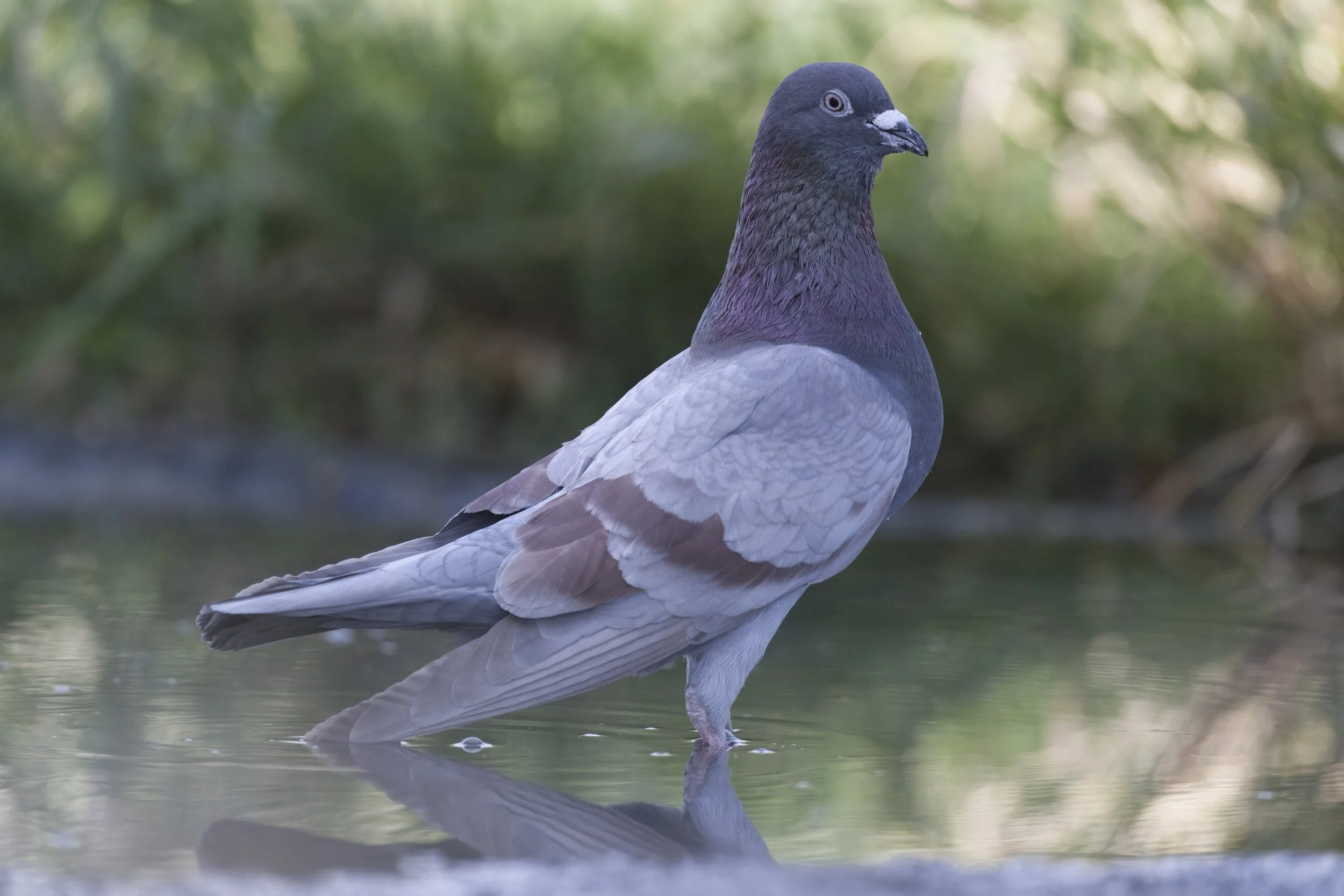 Rock Dove \ Columba livia
