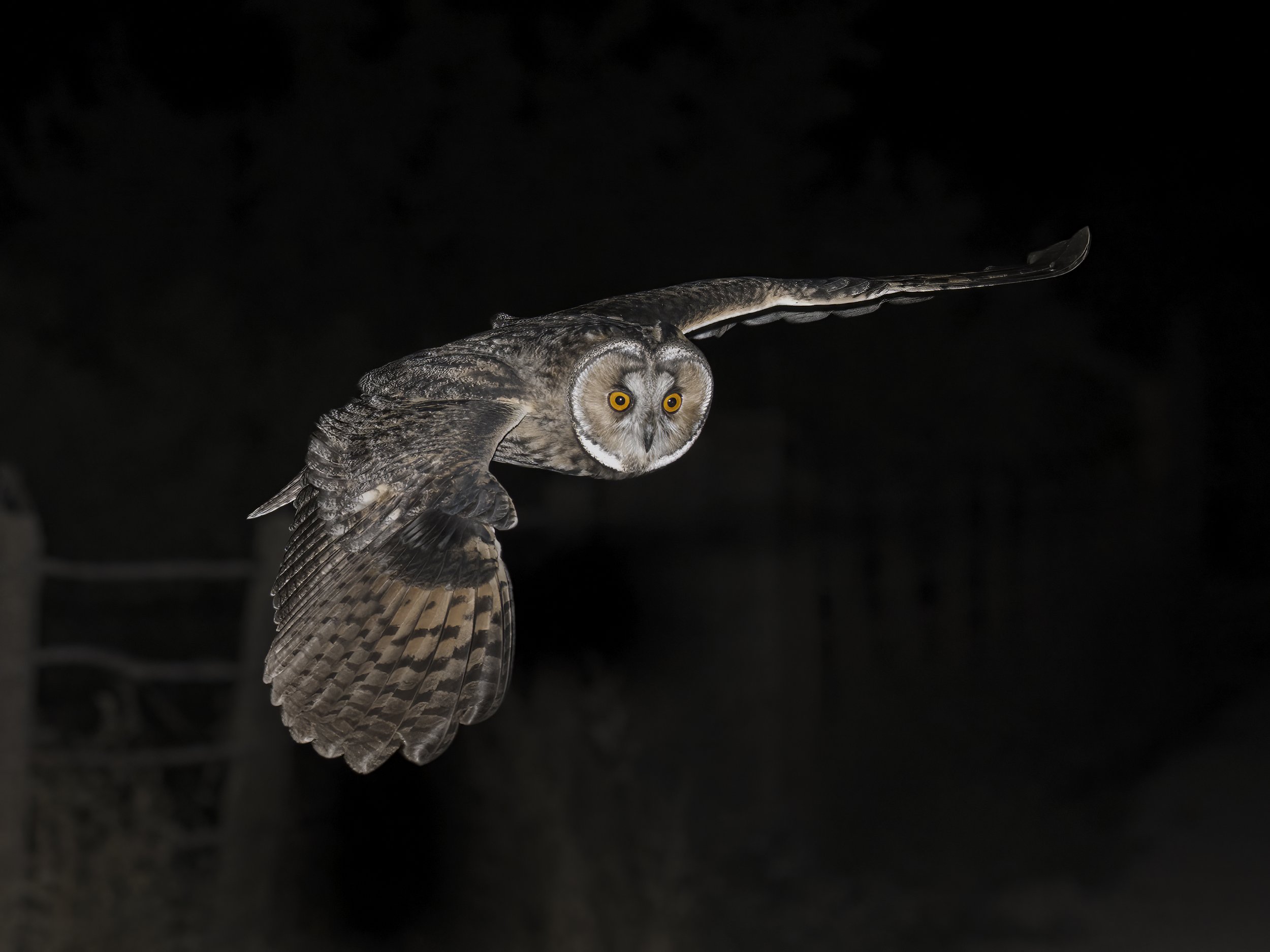 Owls Lebanon