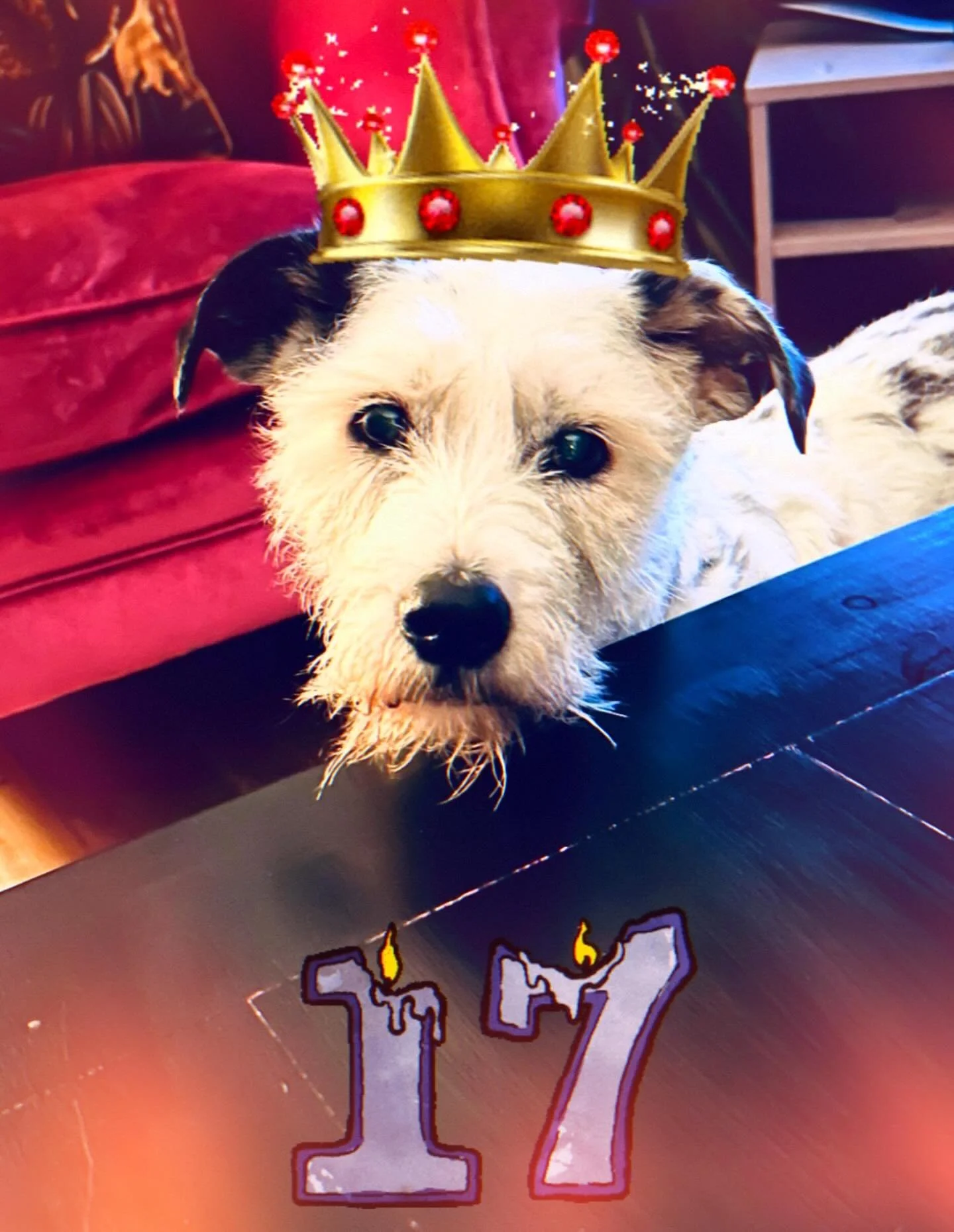 Happy 17th birthday to my little Frida 🐶
A very proud age 🤩🥰 
Slower, deaf, half blind, a bit demented but still totally adorable. 
I am by your side old girl ❤️
#seniordog #doglover #dalmatiancross