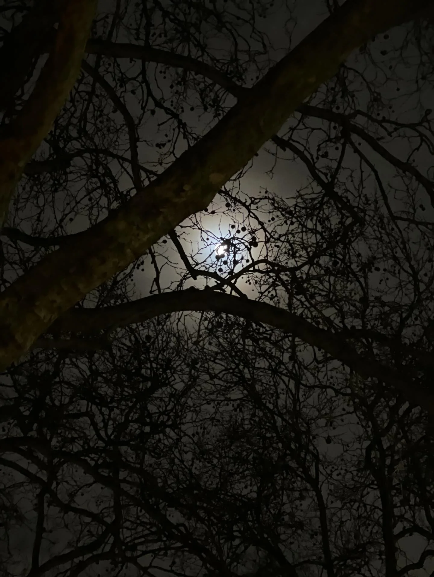 Nearly there&hellip; the last full moon of the year is approaching. And I feel restless 

#moon