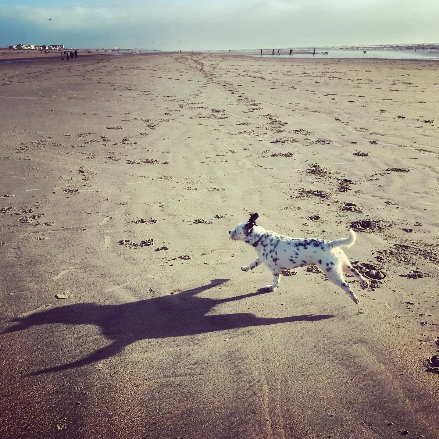 Run free my little Frida 🖤 🌈 
It was the hardest decision to let you go and have peace 🕊️ 
You have been my sidekick for over 17 proud years and I will always love and miss you 💔

#frida