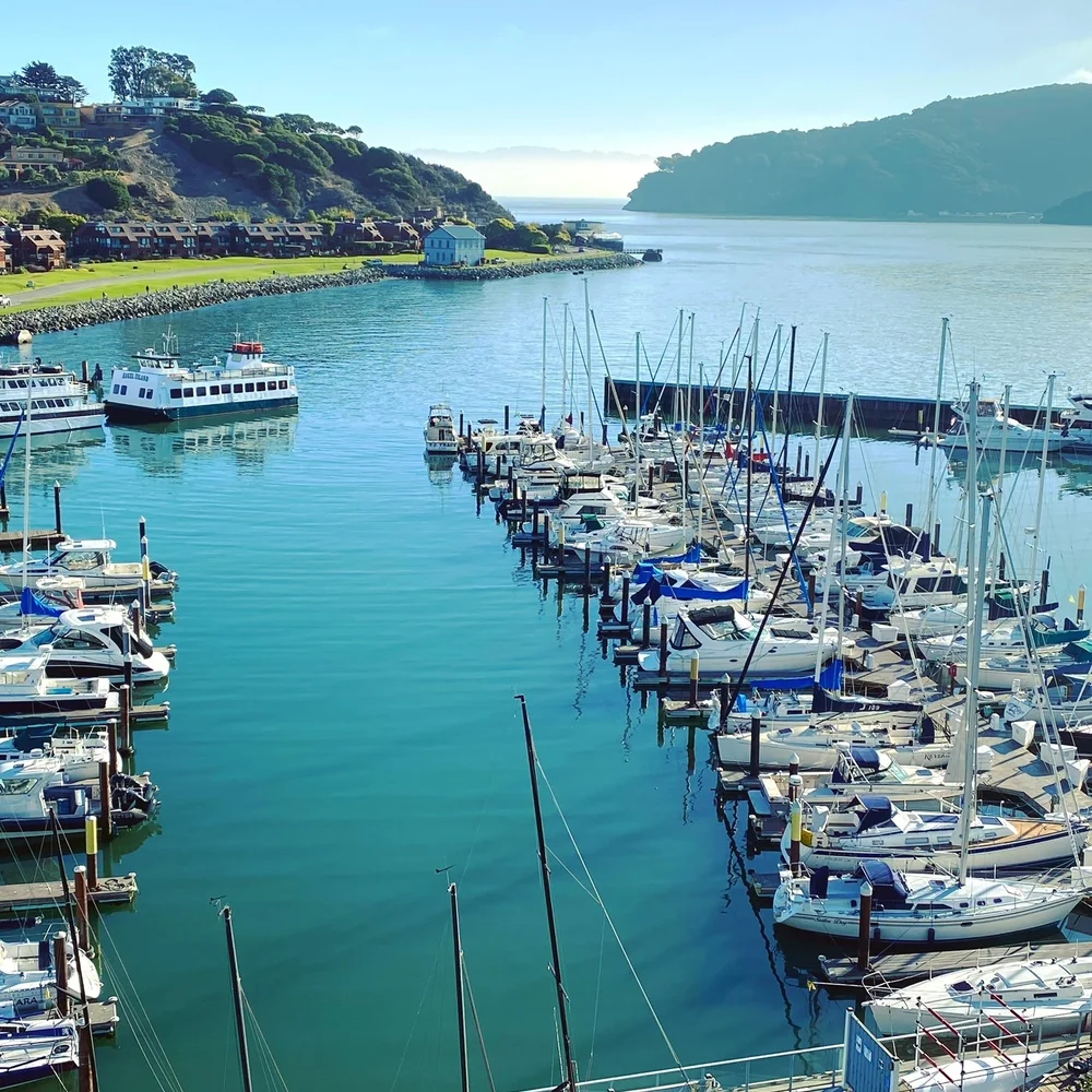 Tiburon