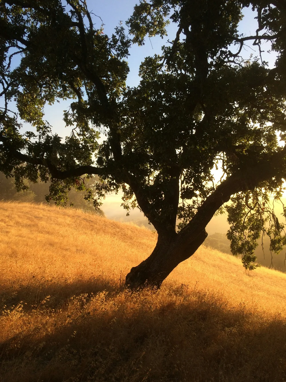 San Anselmo