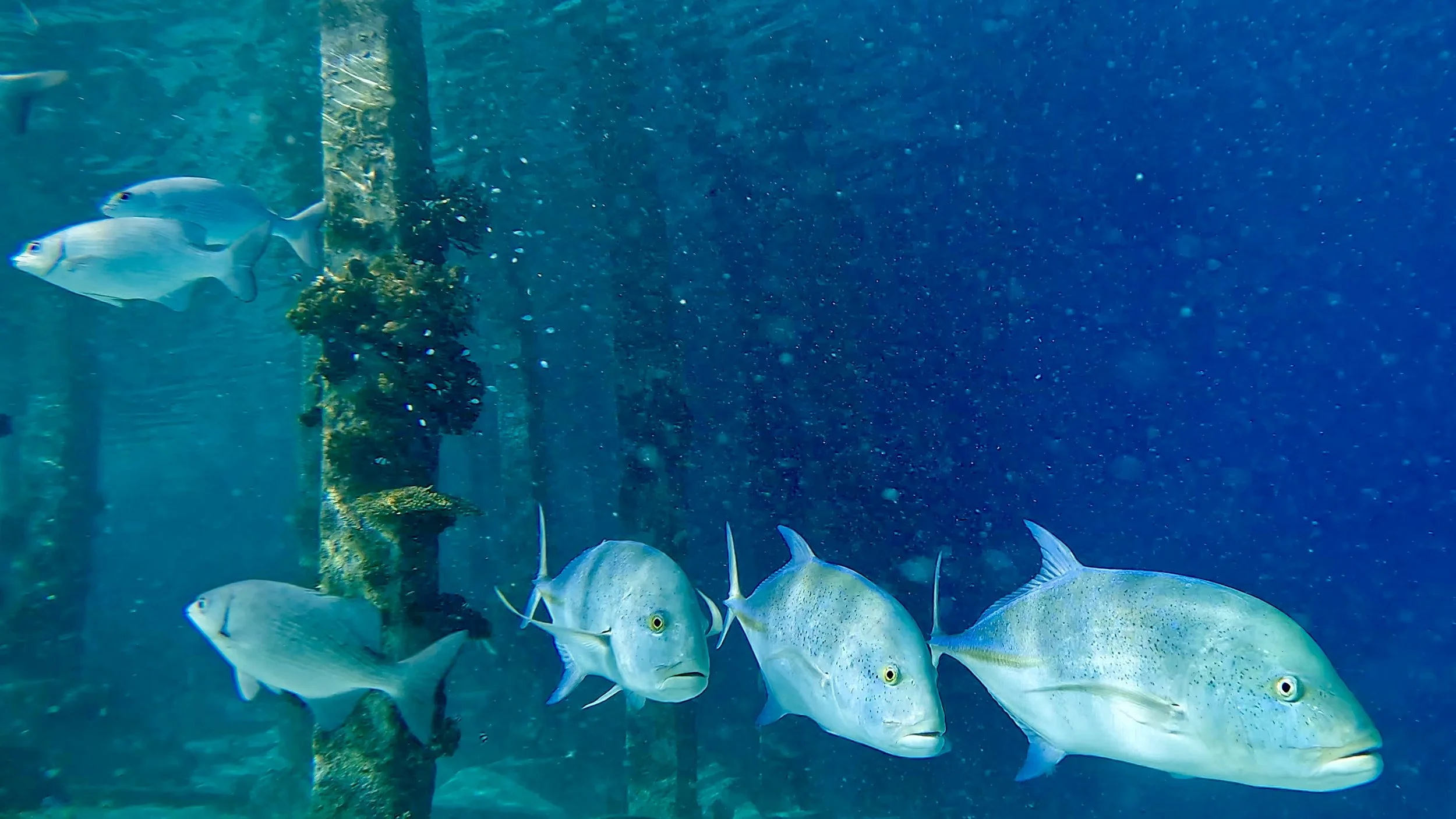 GPTempDownload 33.jpg