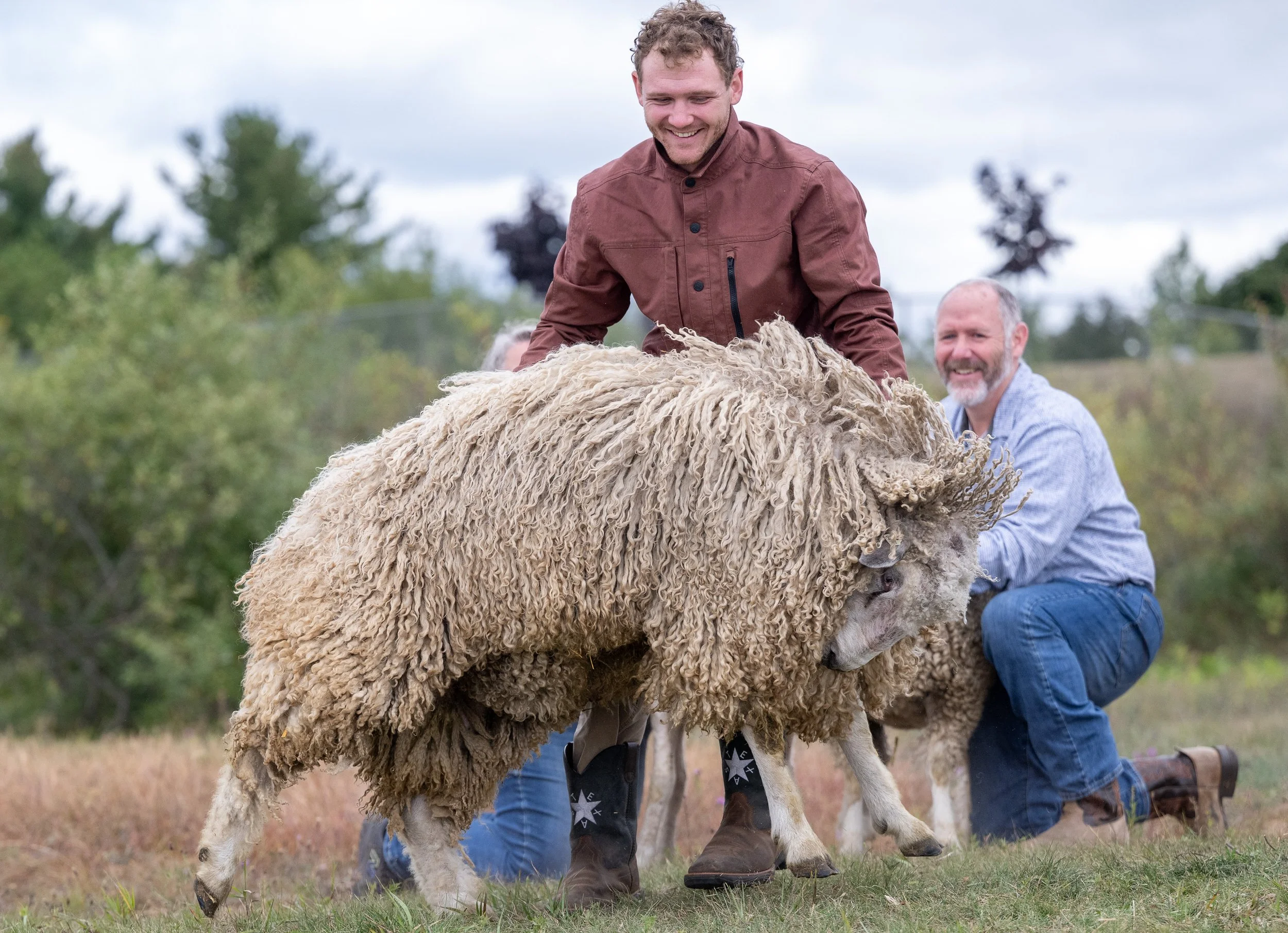 Berryhill Posing Jumping Sheep HUT_0787.JPG
