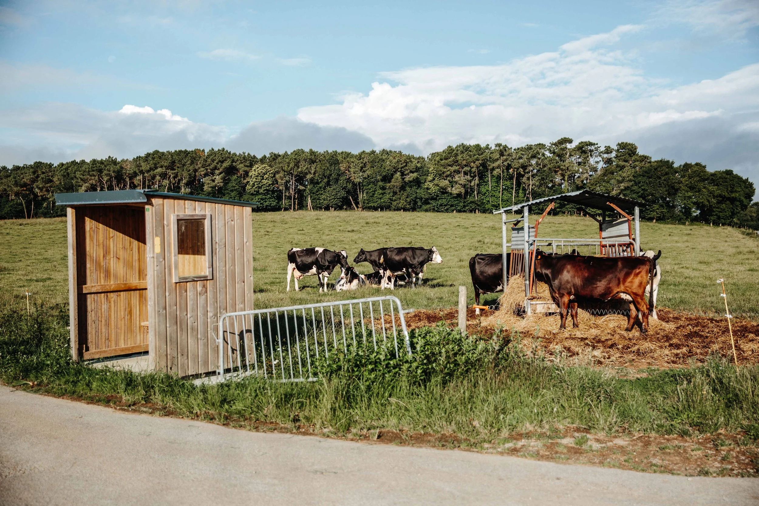 Pasture with cows, a small wooden shed, and a feeding station for cattle on a farm under a partly cloudy sky.