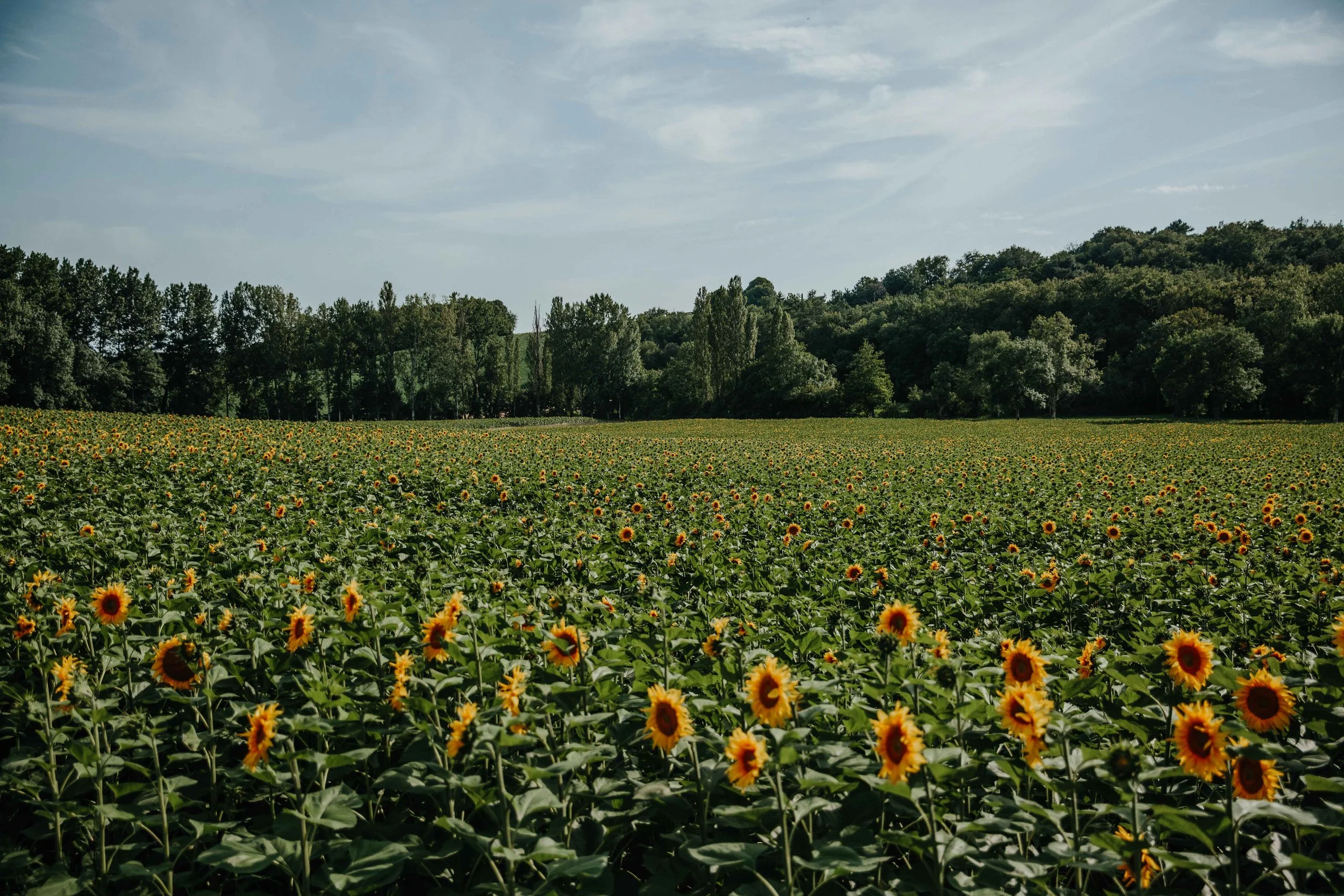 A vast sunflower field with yellow flowers and green leaves stretches towards a tree line and hilly forest under a partly cloudy sky.