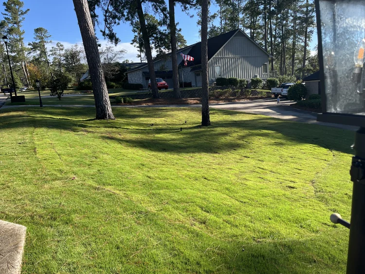 Lush green lawn at a home