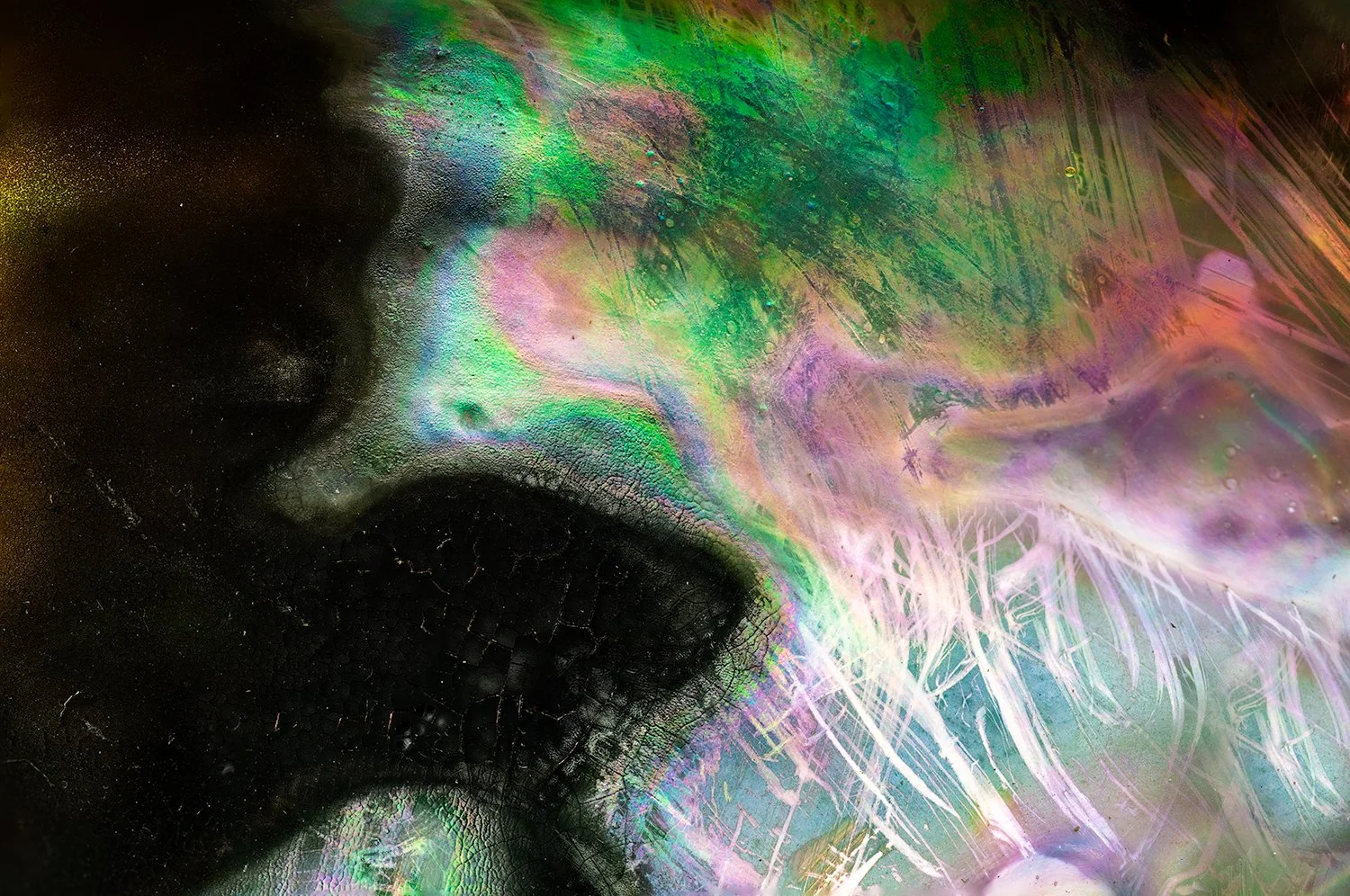 Abalone Shell